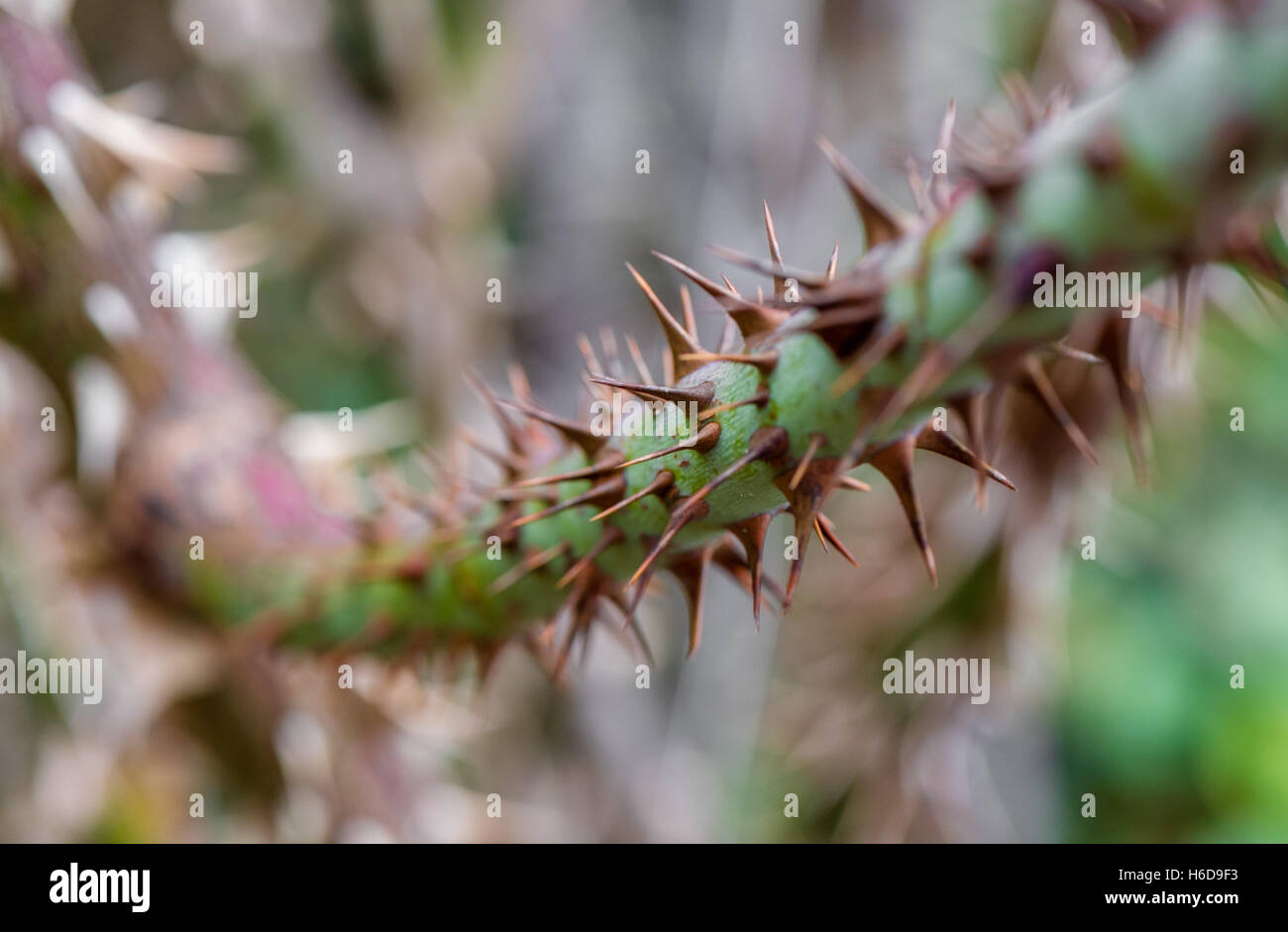 Le spine sul gambo di una Rosa Canina impianto Foto Stock