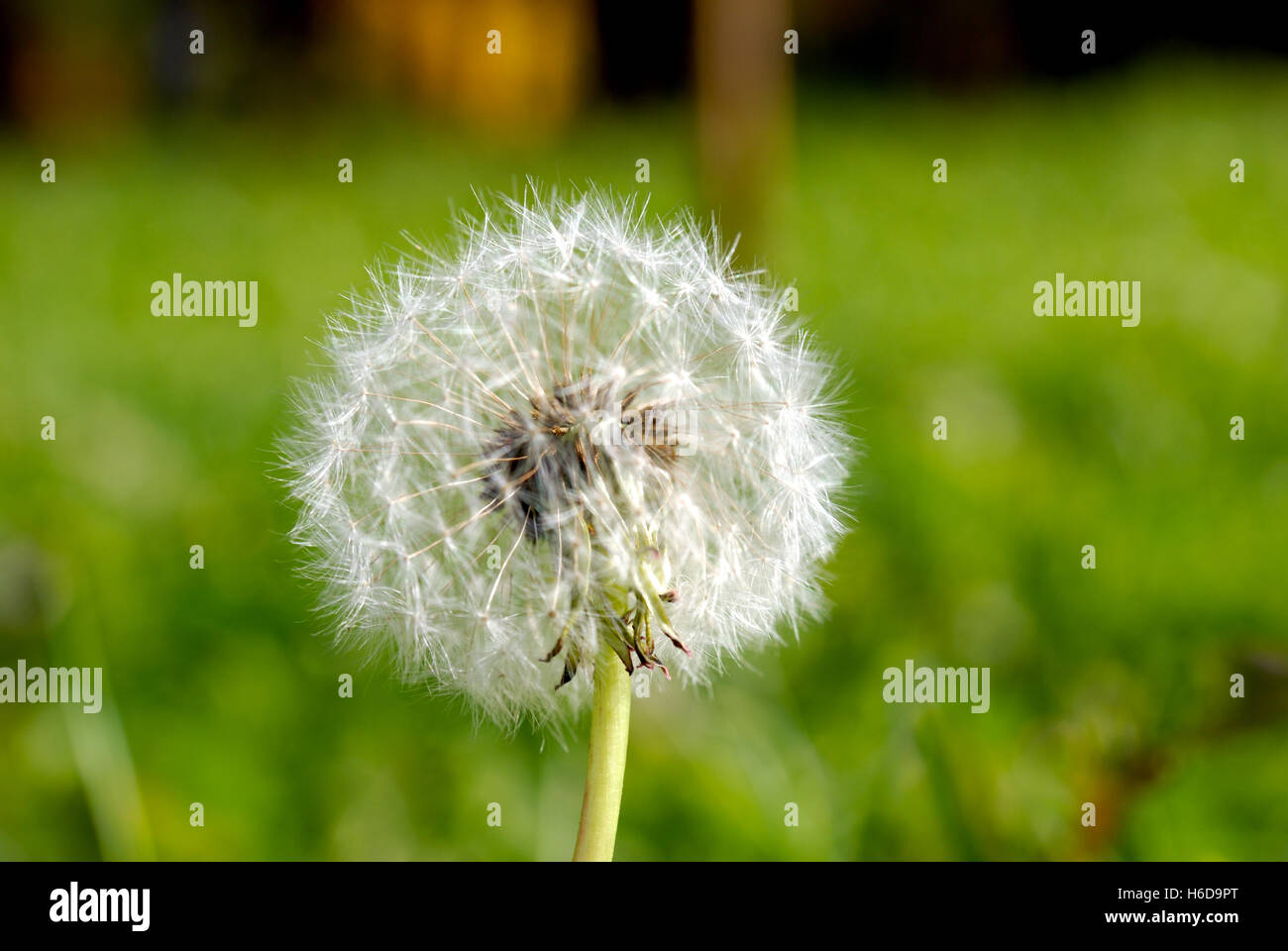 Simeone un paracadute nella forma di un anthodium di tarassaco su uno sfondo di erba verde Foto Stock