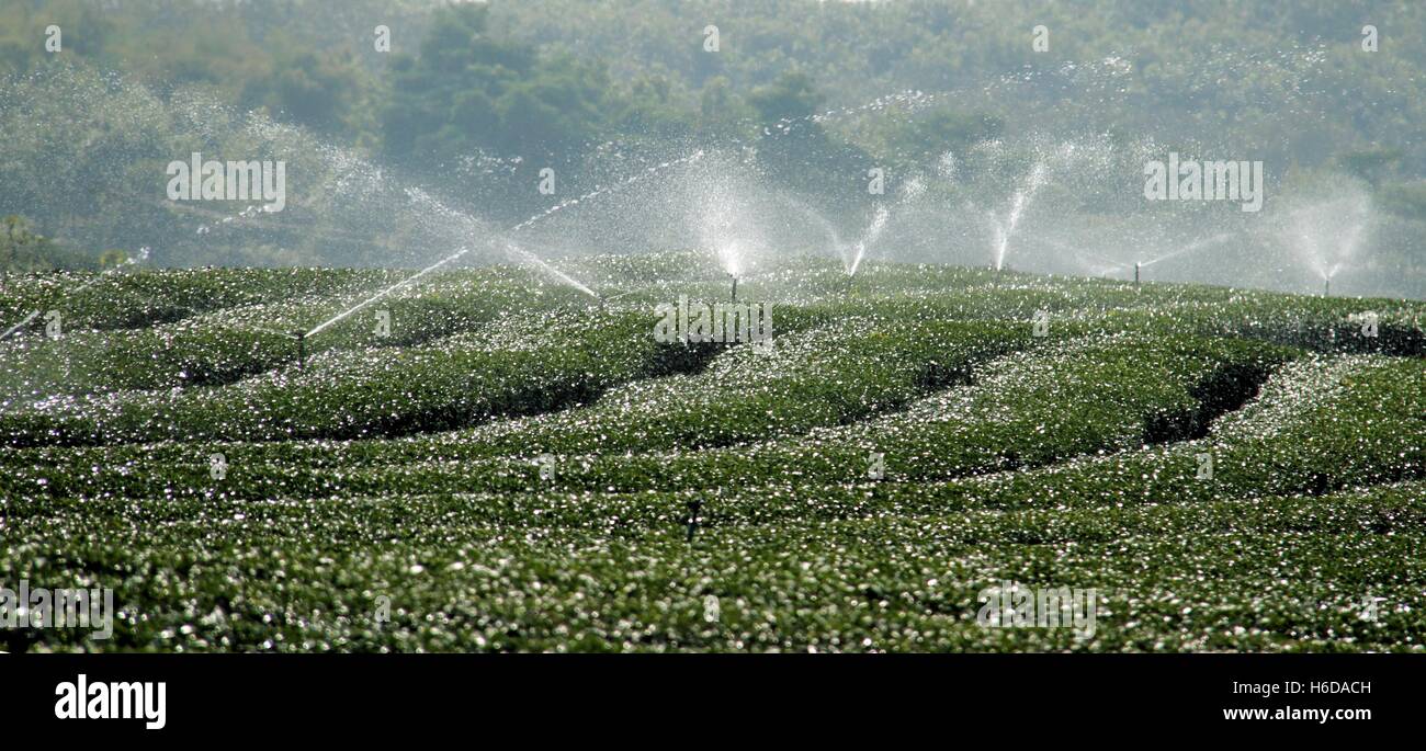 Acqua sistema di irrigazione del tè verde campo Foto Stock