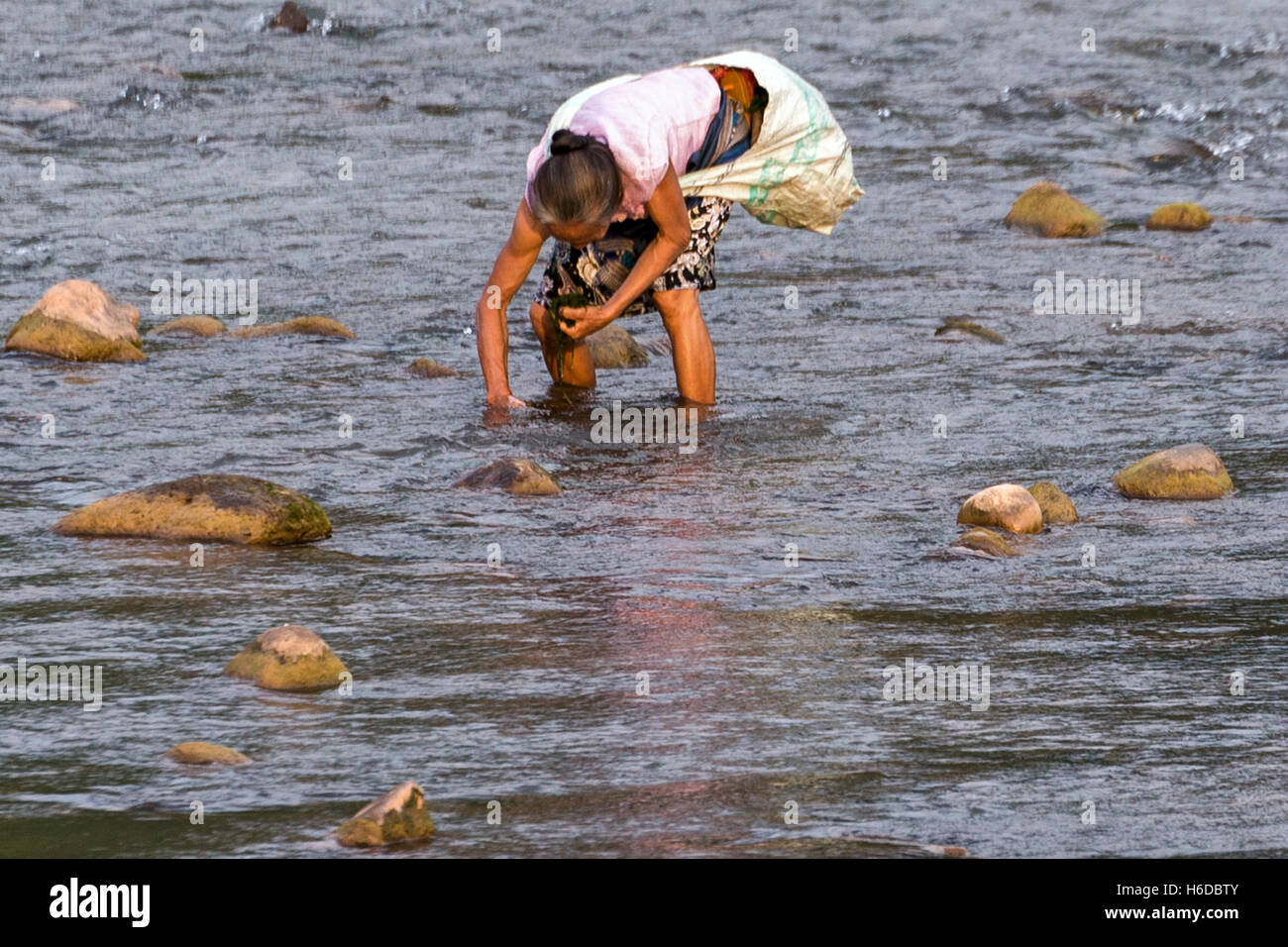 Donna che raccoglie erbacce commestibili, khmu/Khamu, Muang la, provincia di Oudomxay, Laos Foto Stock