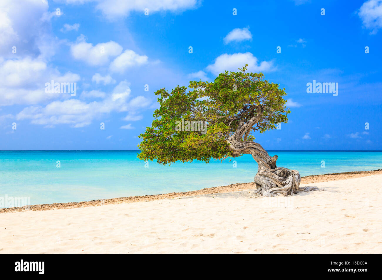 Aruba, Antille olandesi. Foto Stock