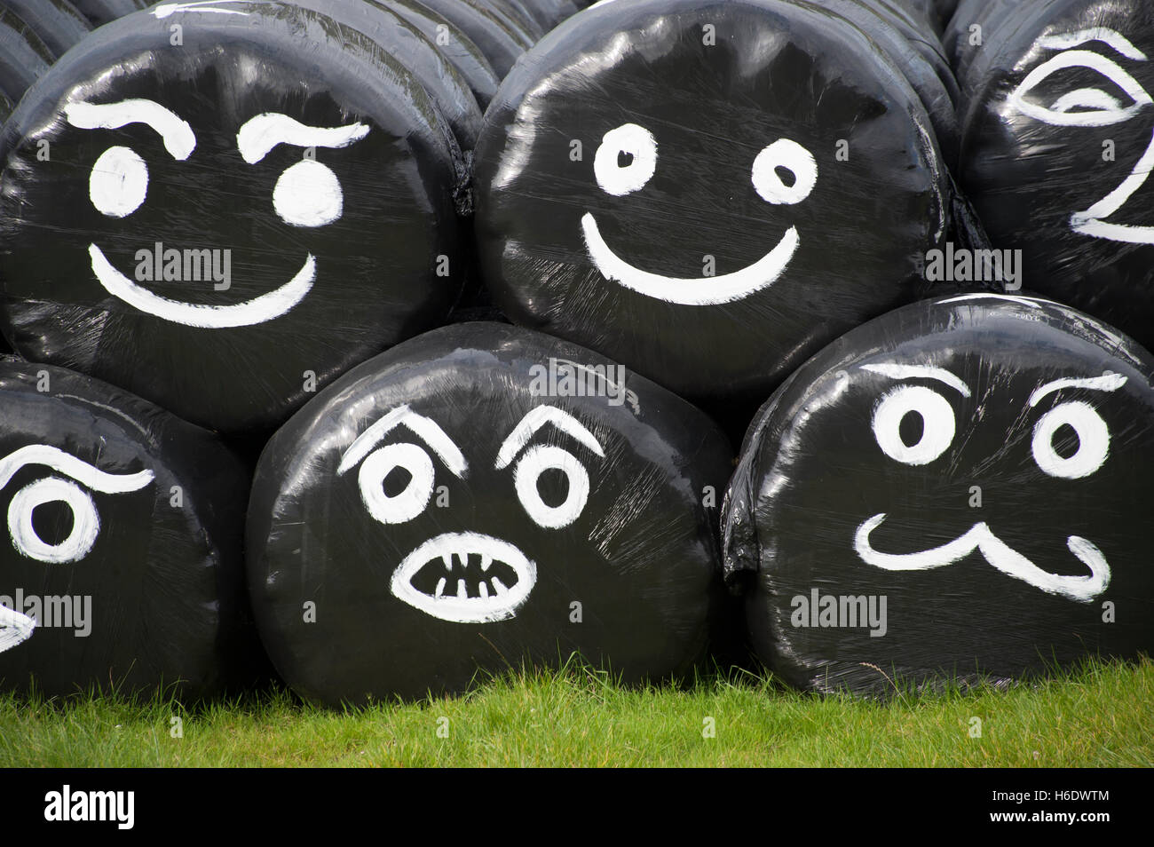 Le balle di insilato avvolte in pellicola plastica, con facce disegnate su. Cumbria, Regno Unito. Foto Stock