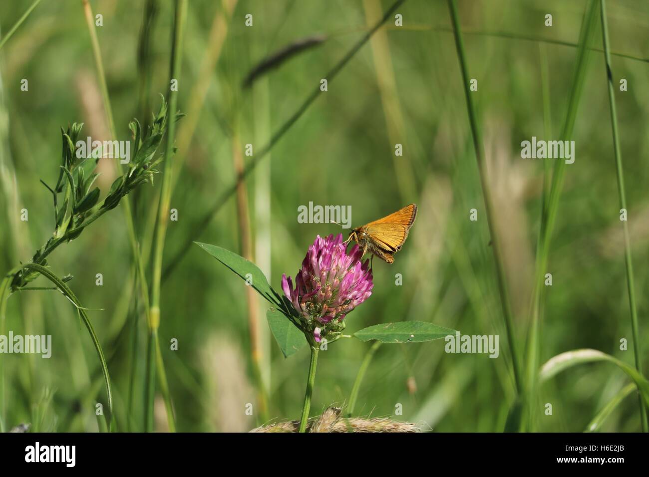 Farfalla marrone sul fiore disponibili in alta risoluzione e di diverse dimensioni per adattarsi alle esigenze del vostro progetto Foto Stock