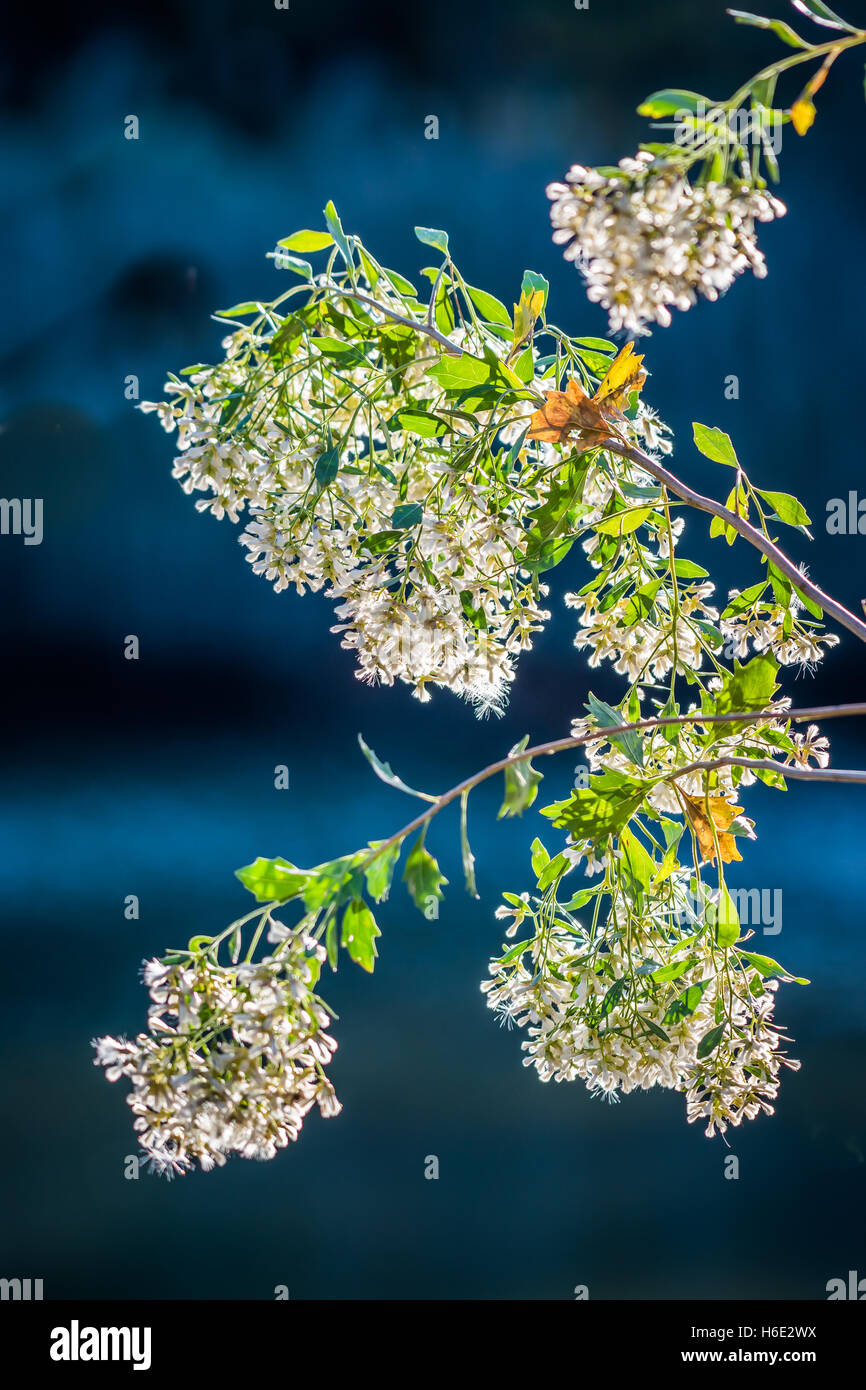 Retroilluminato con fiore bianco su sfondo blu Foto Stock