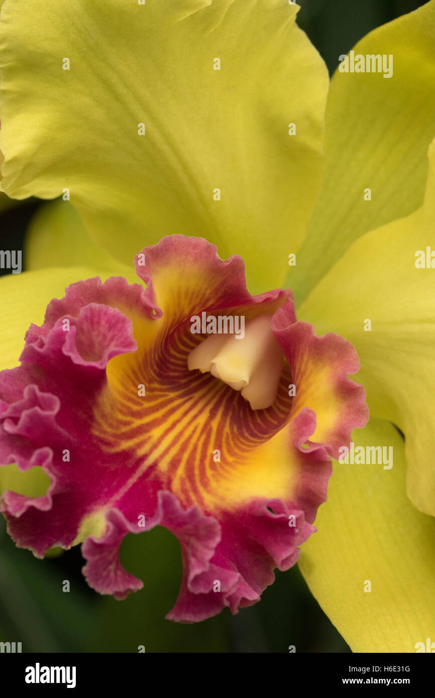 Un bel giallo e orchidea rossa close-up. Orchidaceae sono una ampia e diversificata famiglia di piante da fiore Foto Stock