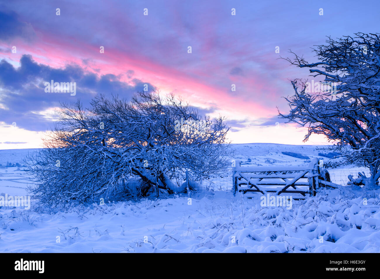 Nevicate invernali su alberi di biancospino e gate di campo allo spuntar del giorno in Danby Dale, in North York Moors National Park Foto Stock