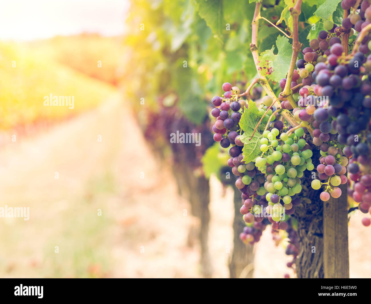 I grappoli di uve Cabernet Sauvignon in crescita in un vigneto nella regione di Bordeaux, Francia. Foto Stock