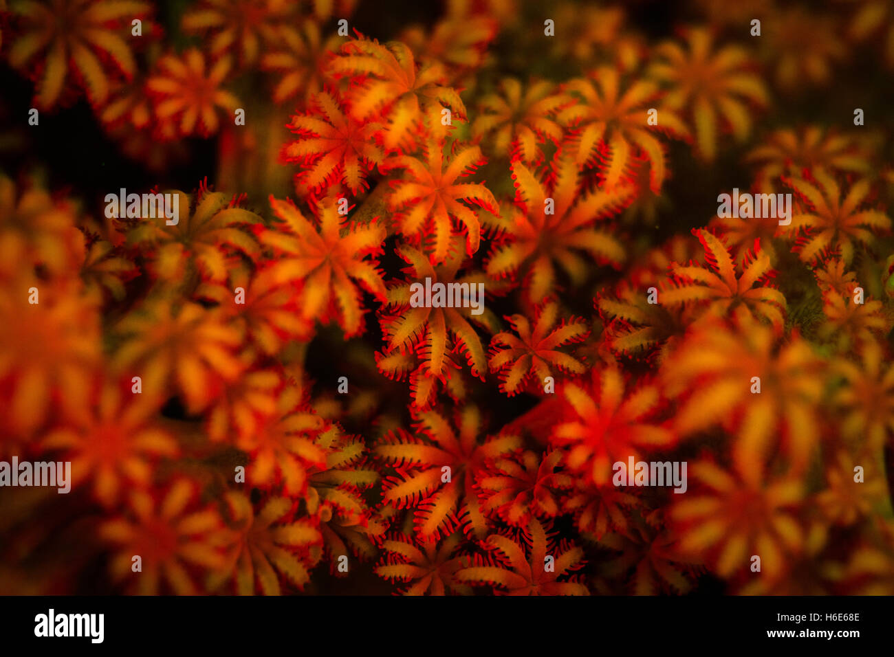 Una colonia octocoral visualizza la fluorescenza su un reef di Raja Ampat. Il motivo per cui molti organismi marini emettere fluorescenza non è completamente compreso. Foto Stock