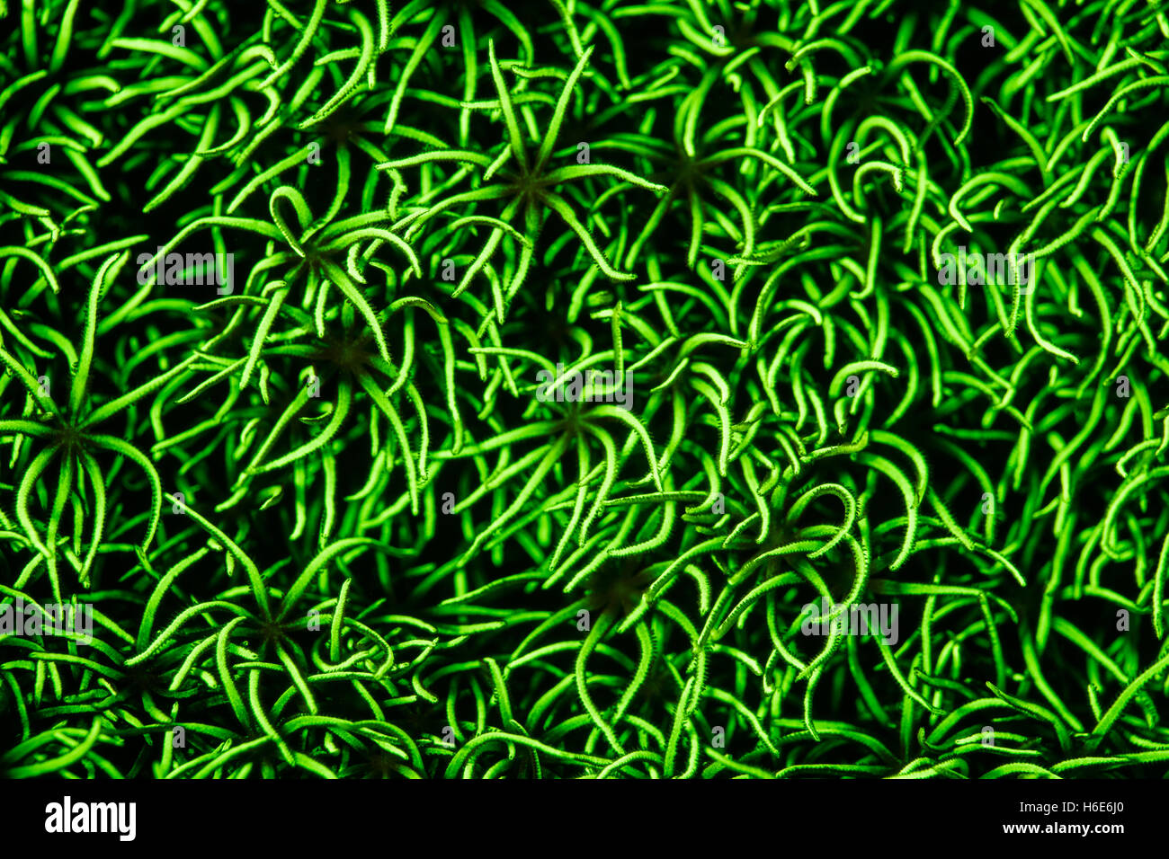 Una colonia octocoral visualizza la fluorescenza su un reef di Raja Ampat. Il motivo per cui molti organismi marini emettere fluorescenza non è completamente compreso. Foto Stock