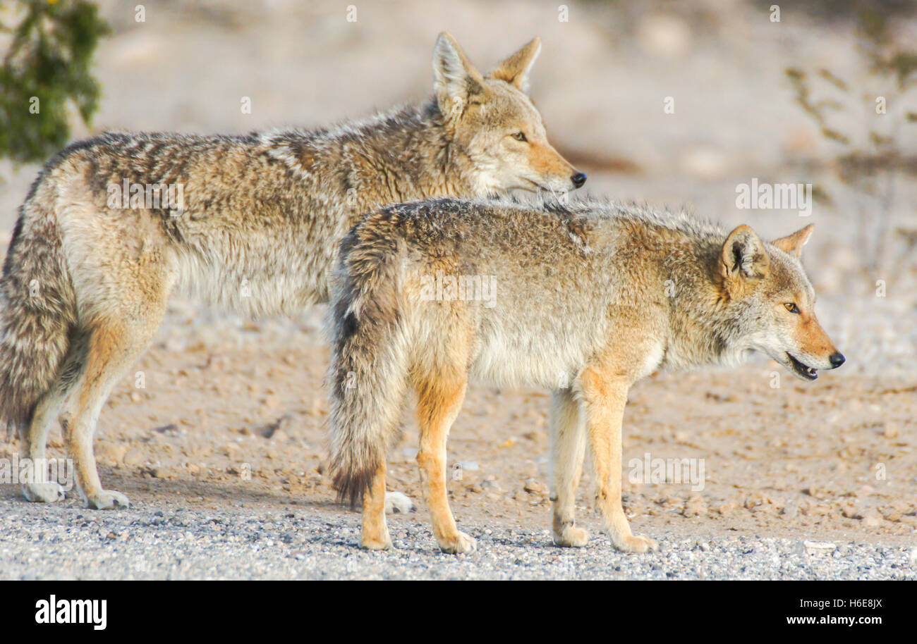 Il coyote - Canis latrans Foto Stock