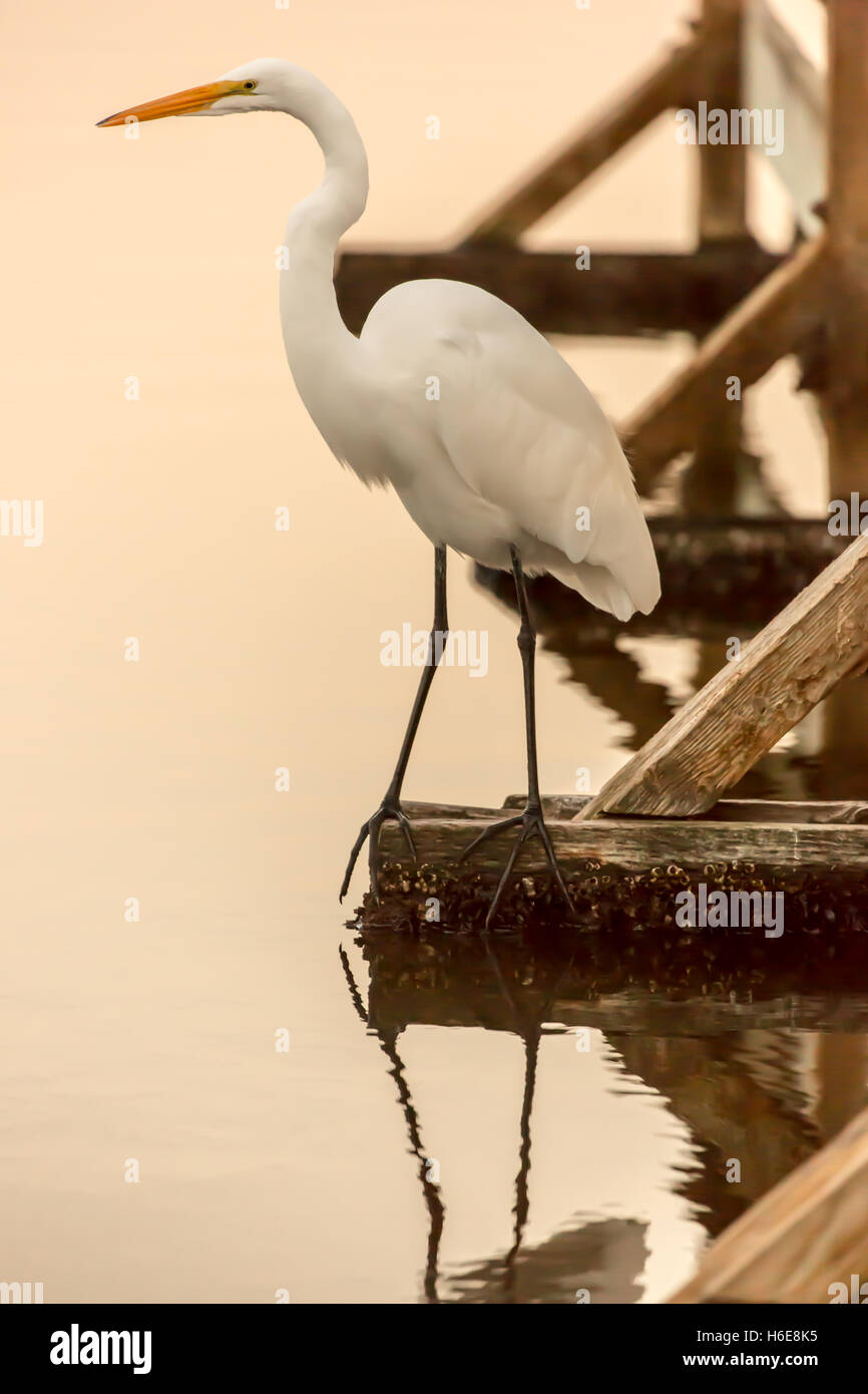 Airone bianco maggiore (Ardea alba) arroccato su un dock dal lago. Litorale Park, Mountain View, California, USA. Foto Stock