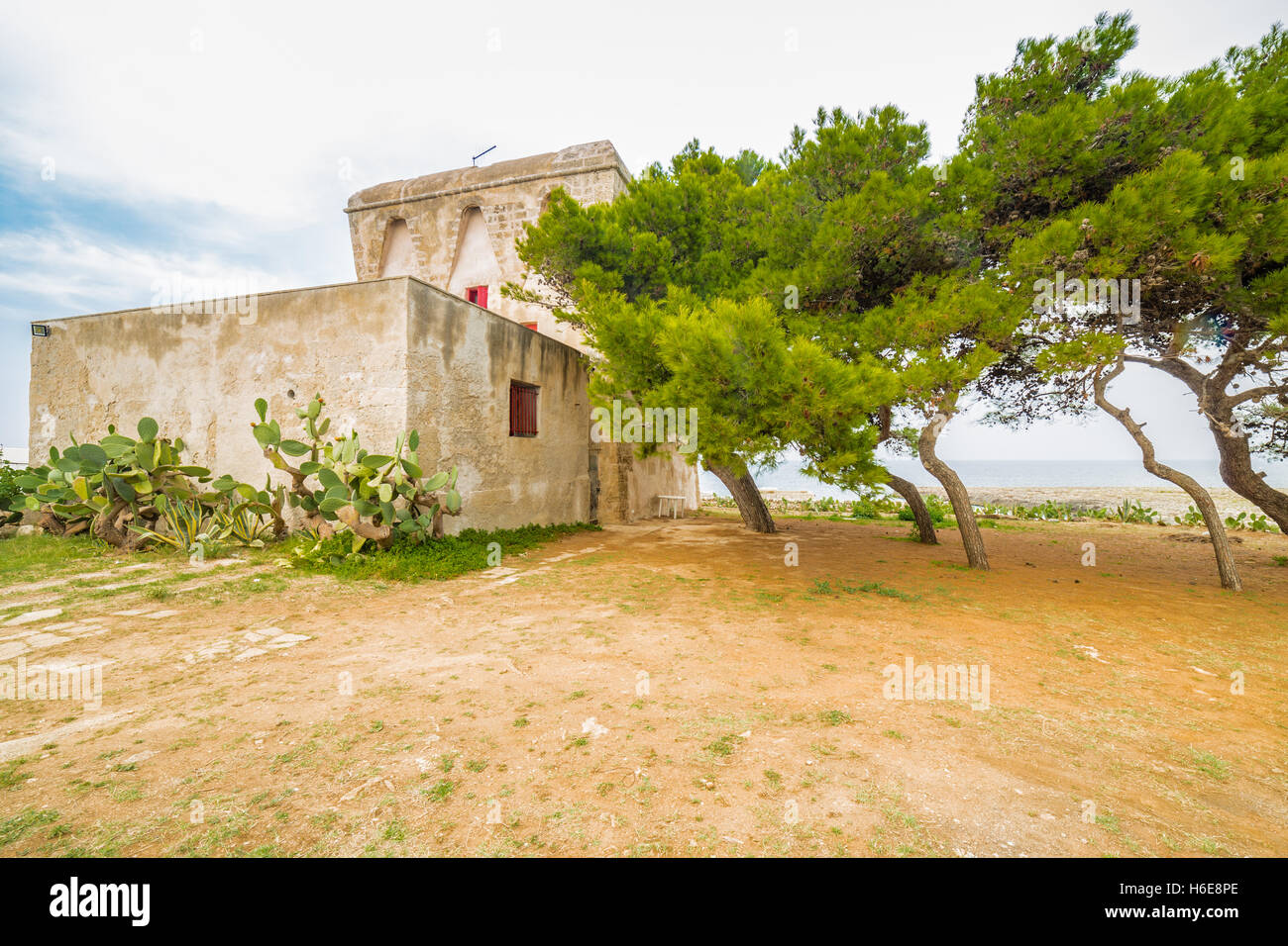 Pineta sulla costa della Puglia in Italia Foto Stock
