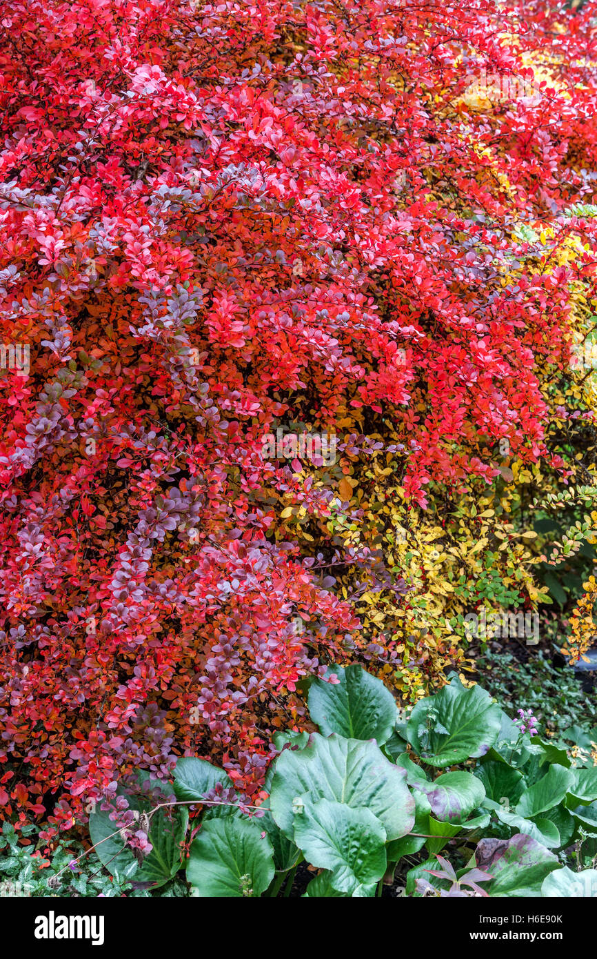 Barberry giapponese, Berberis thunbergii Atropurpurea, arbusto rosso autunno Foto Stock
