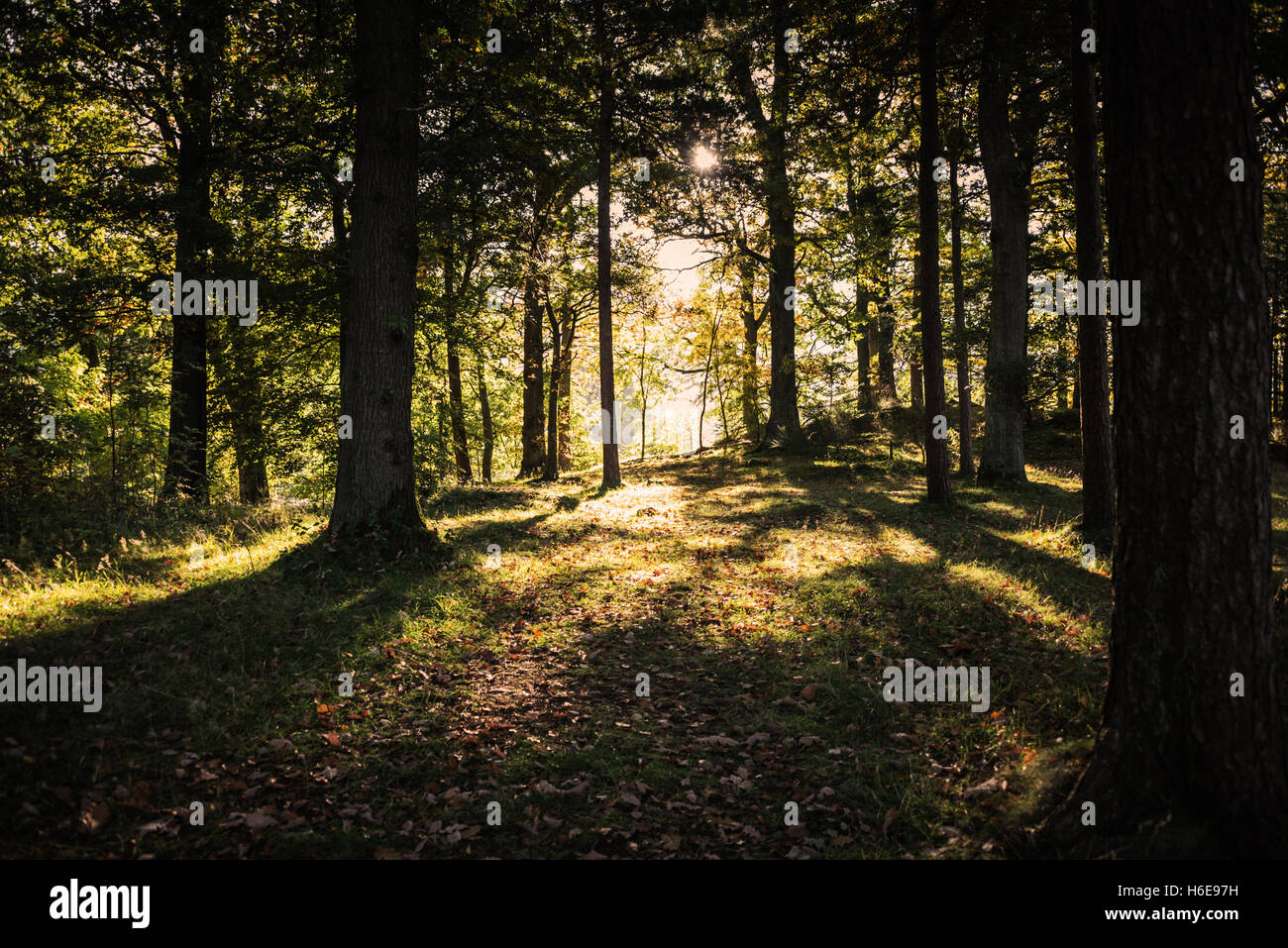 La mattina presto nel bosco si avvicina il punto di vista dei frati falesia vicino a Keswick, Cumbria, Regno Unito. Foto Stock
