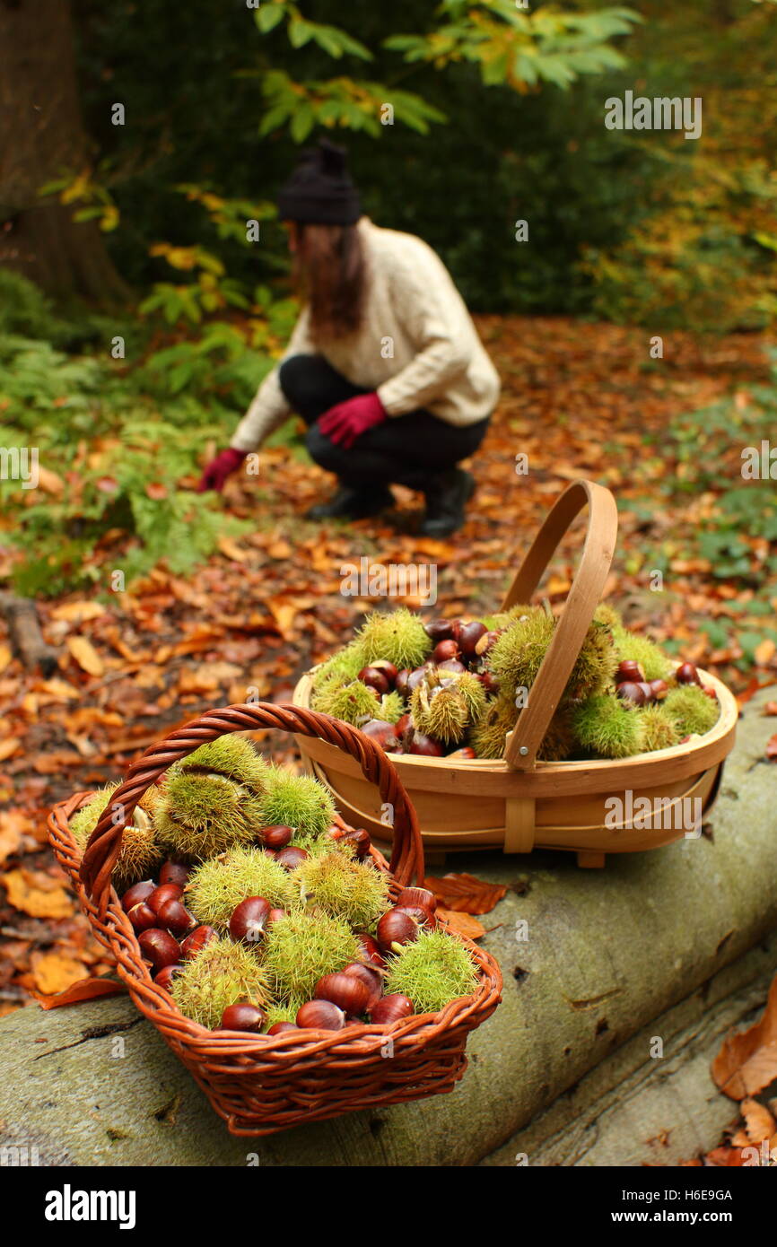 Una donna raccoglie le castagne (castanea sativa) da un bosco di piano in una bella giornata autunnale, Regno Unito Foto Stock