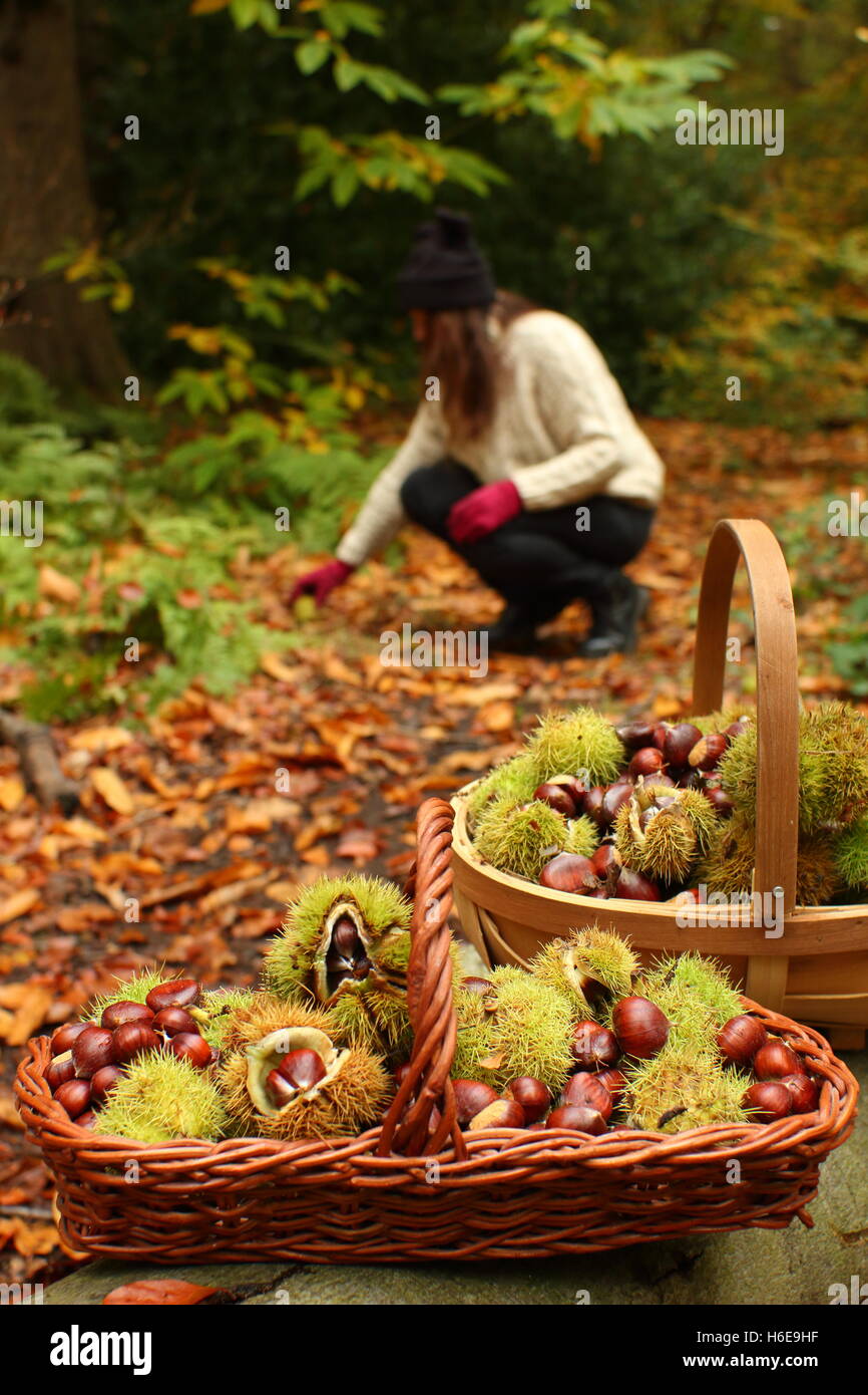Un forager raccoglie le castagne (castanea sativa) da un bosco di piano in una bella giornata autunnale, Regno Unito Foto Stock