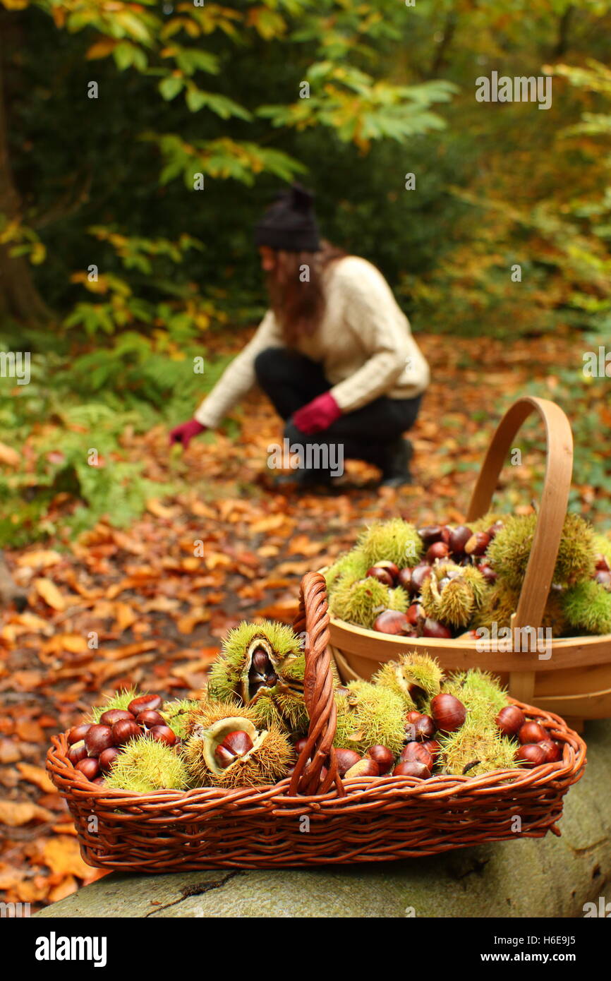 Un forager raccoglie le castagne (castanea sativa) da un bosco di latifoglie piano in una bella giornata autunnale, Regno Unito Foto Stock