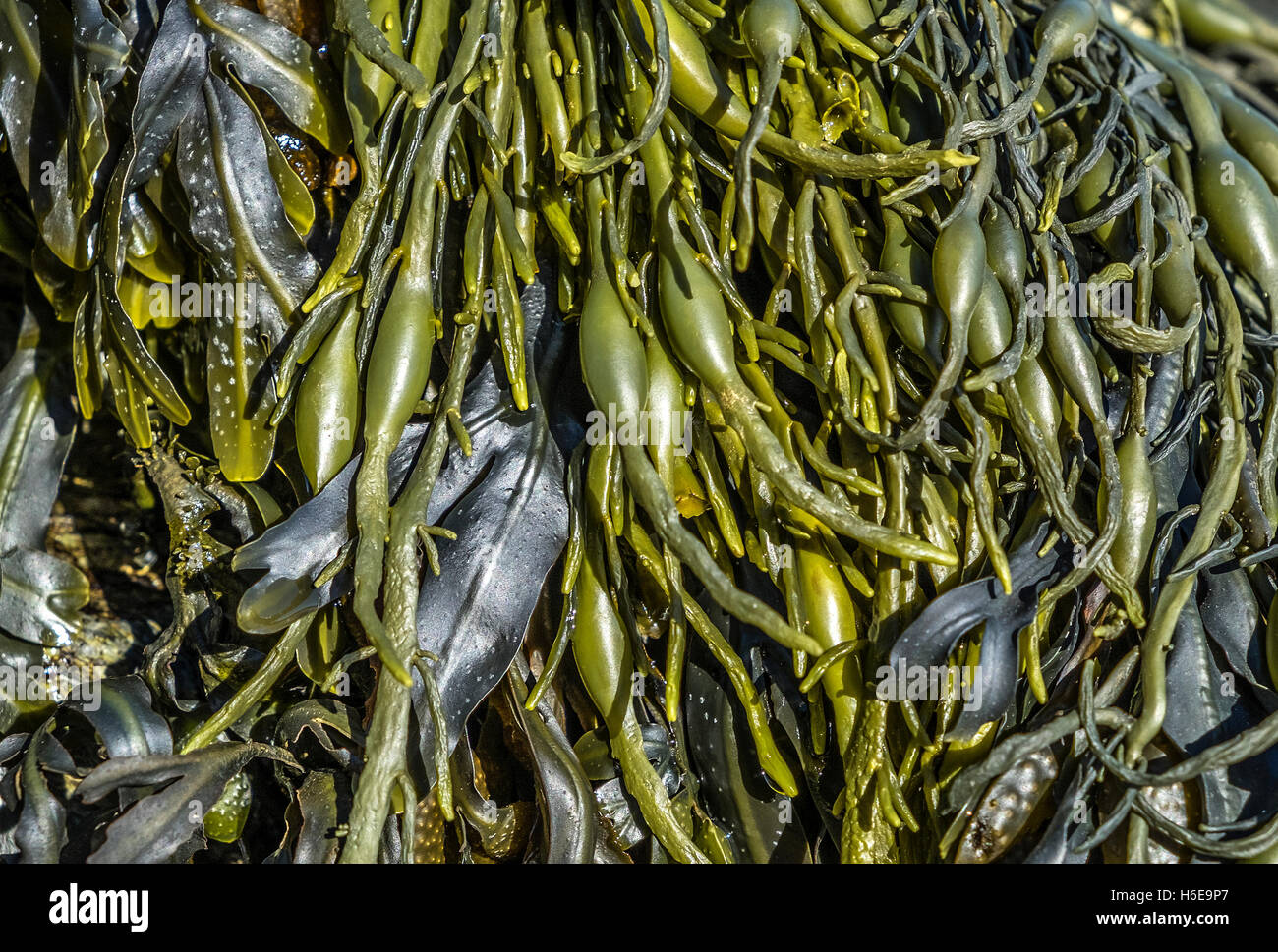 Le alghe Foto Stock