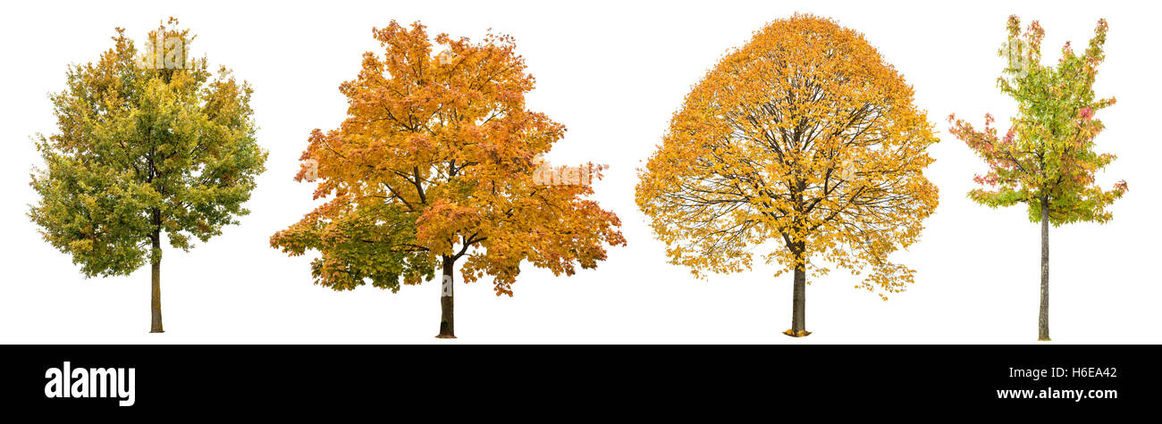 In autunno gli alberi isolati su sfondo bianco. Rovere, acero, Linden. Giallo Rosso Verde foglie. Oggetto della natura Foto Stock