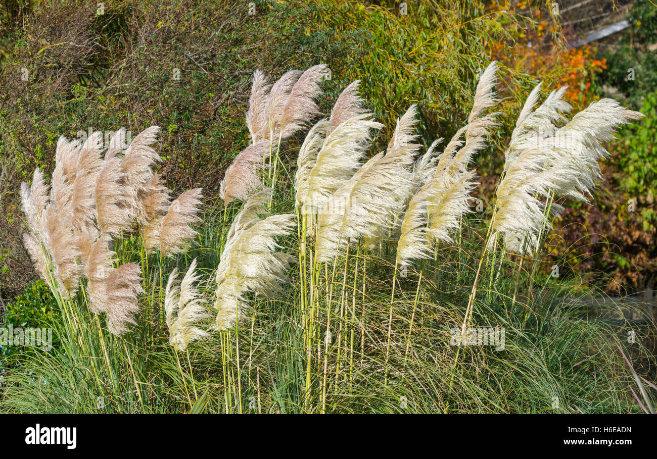 Pampa erba (Cortaderia Selloana) in autunno nel Regno Unito. Foto Stock