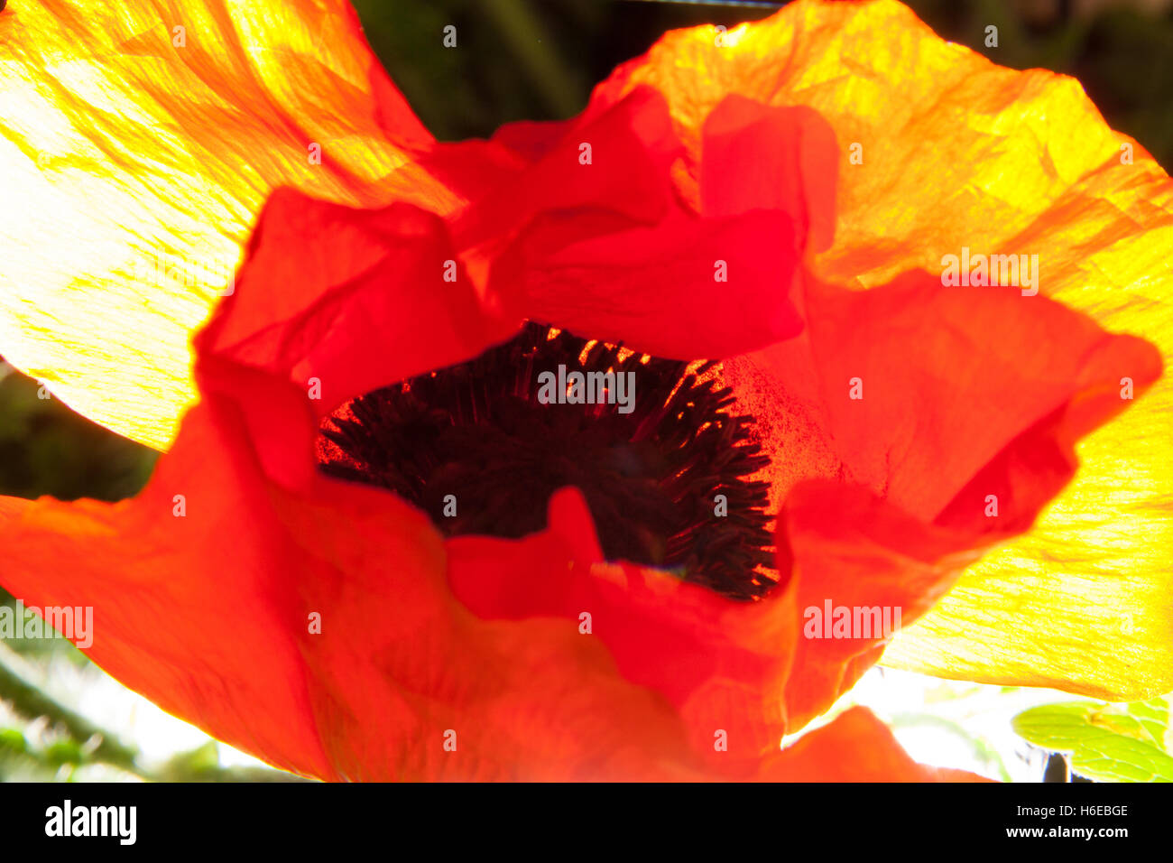 Fotografia astratta di un fiore di papavero, Papaveroideae della famiglia Papaveraceae, forte retroilluminazione, giallo arancio bianco nero Foto Stock