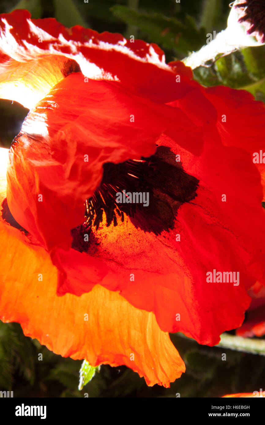Fotografia astratta di un fiore di papavero, Papaveroideae della famiglia Papaveraceae, forte retroilluminazione, giallo arancio bianco nero Foto Stock