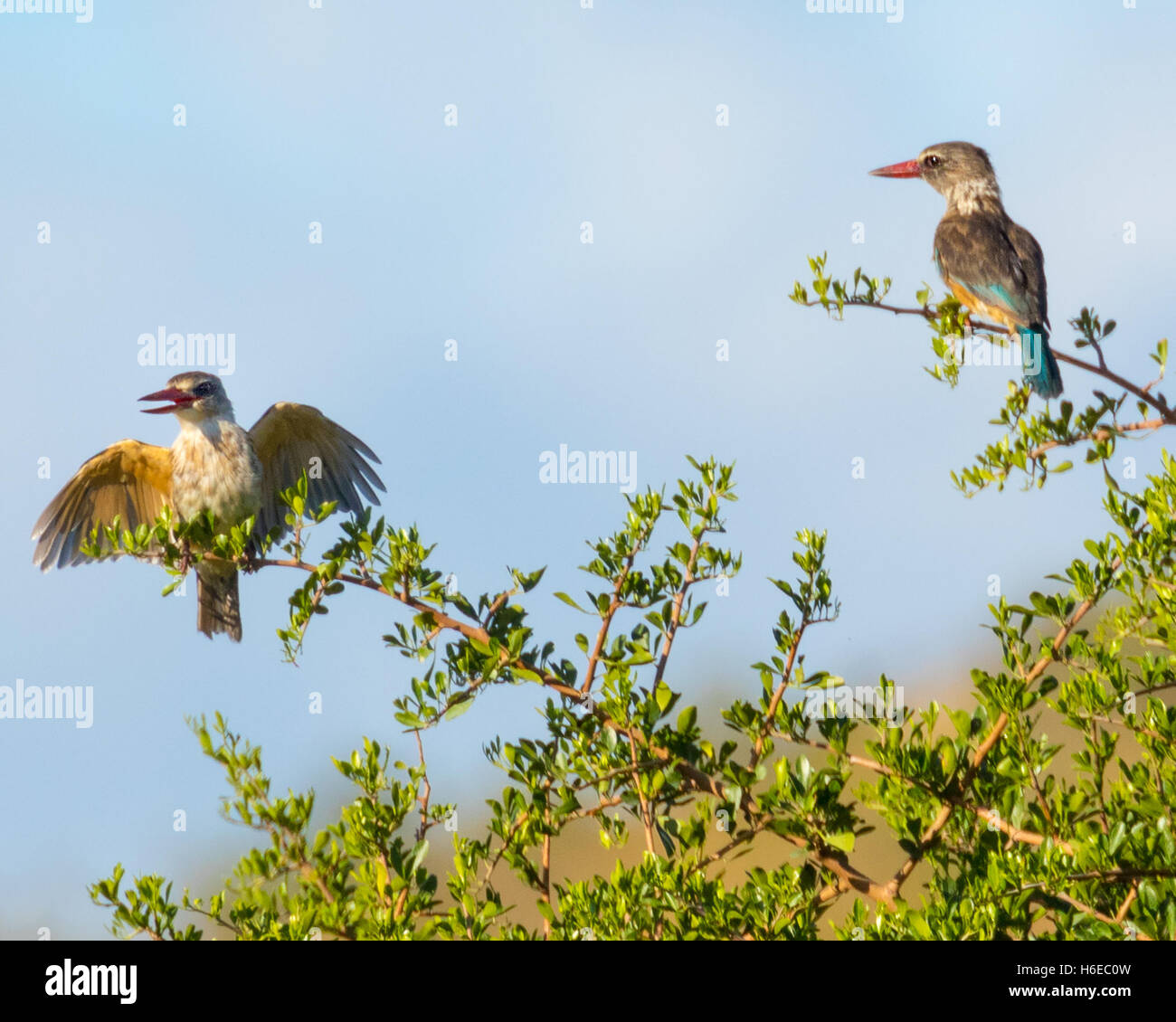 Maschio con cappuccio marrone kingfisher (halcyon albiventris) visualizzazione a femmina Foto Stock