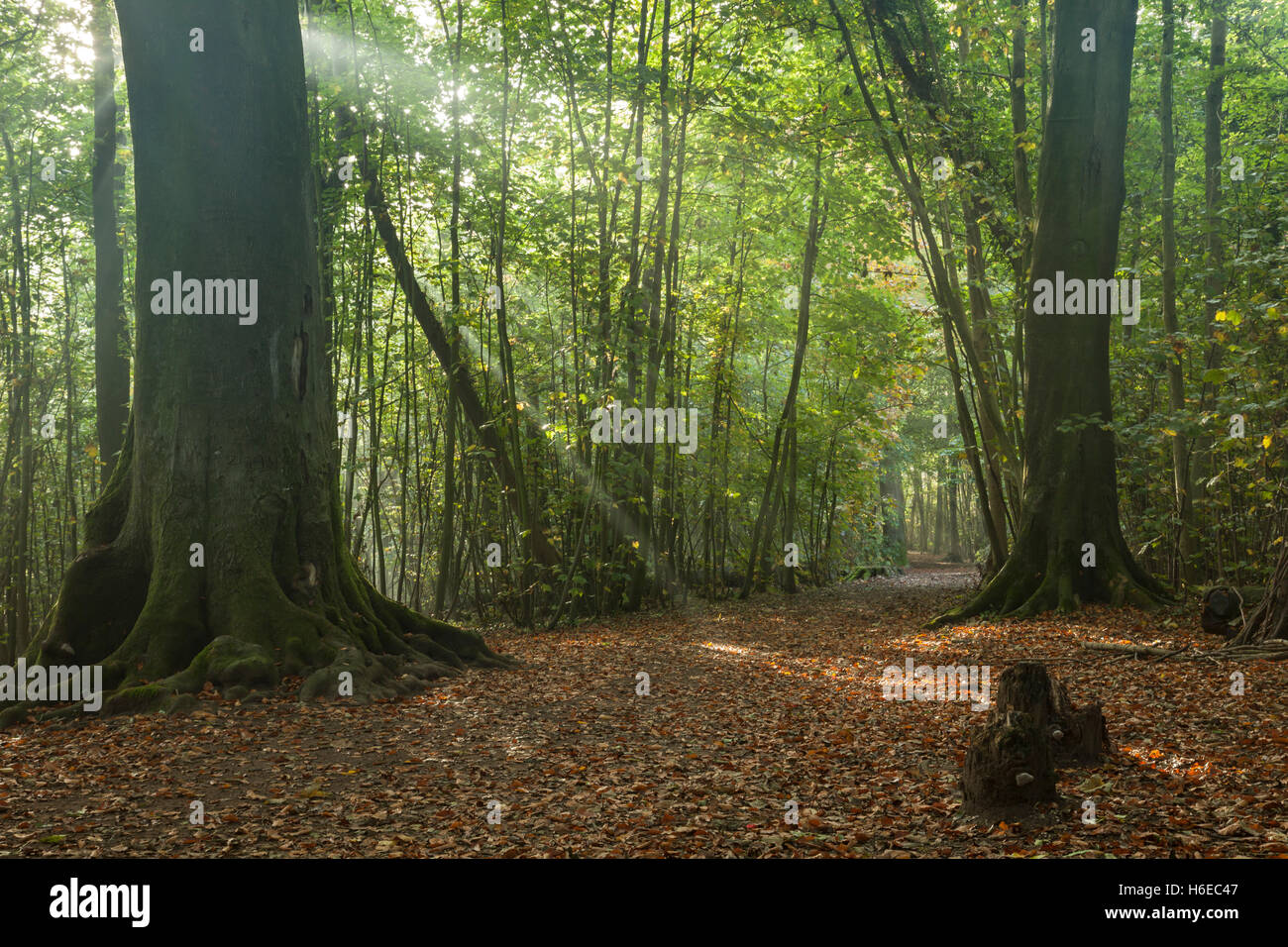 Nebbiosa mattina autunnale nel Parco Stanmer, East Sussex, Inghilterra. South Downs National Park. Foto Stock