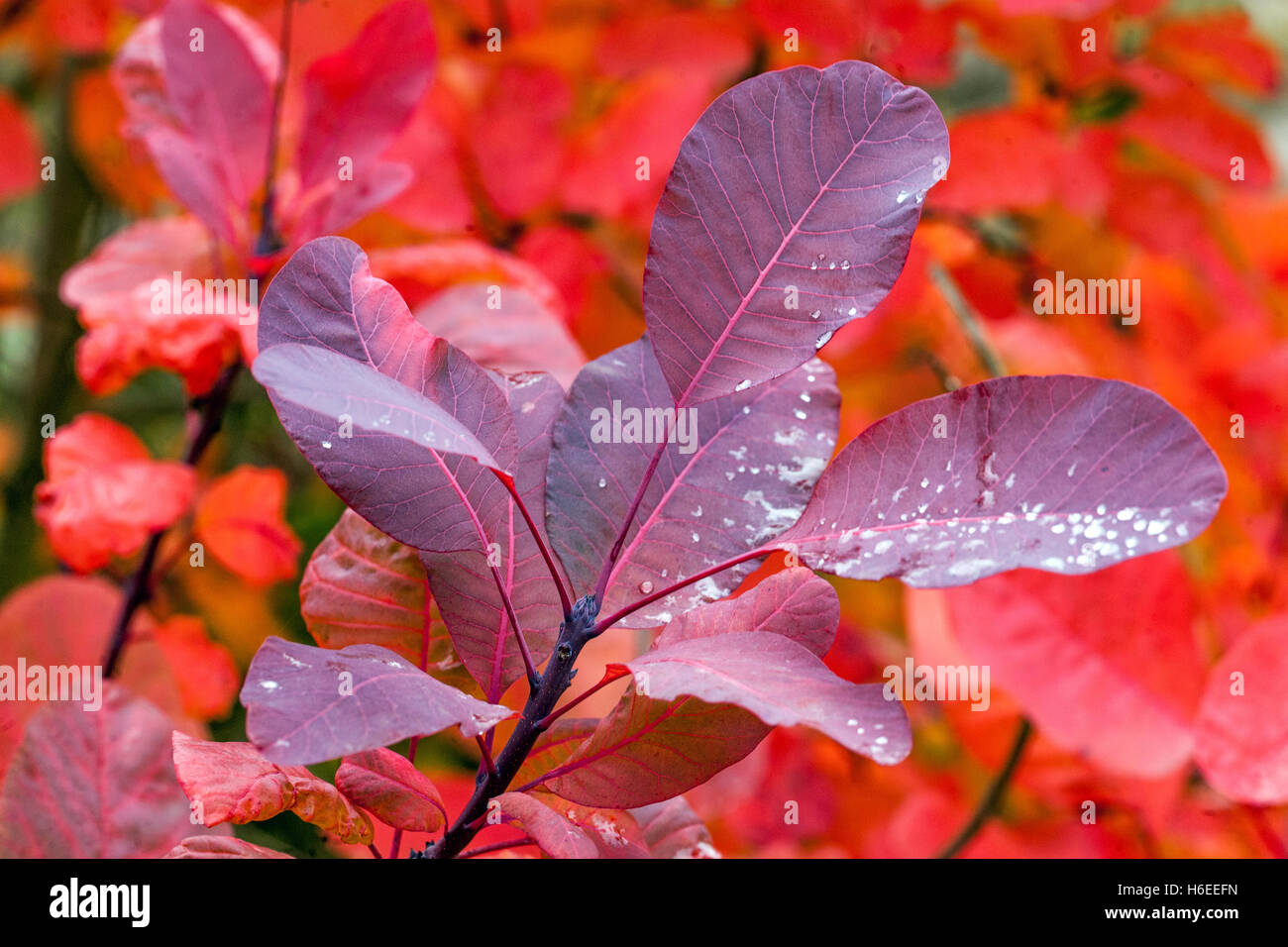 Cotinus Royal Purple, Smoketree Cotinus coggygria. Fumo cespuglio autunno rosso foglie Cotinus coggygria Royal Viola Foto Stock