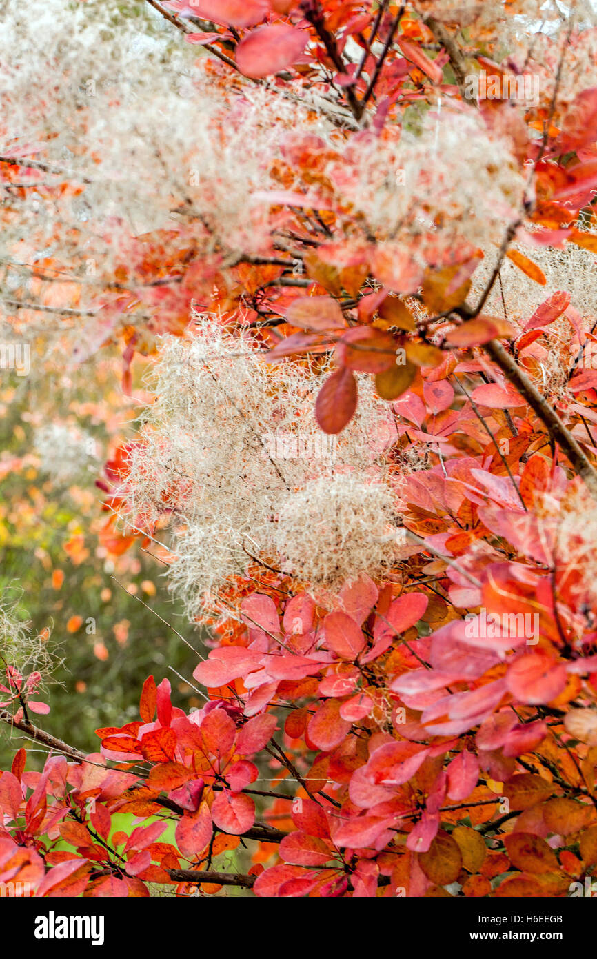 Cotinus coggygria, Smoketree. Fumo albero cespuglio rosso foglie di autunno Foto Stock