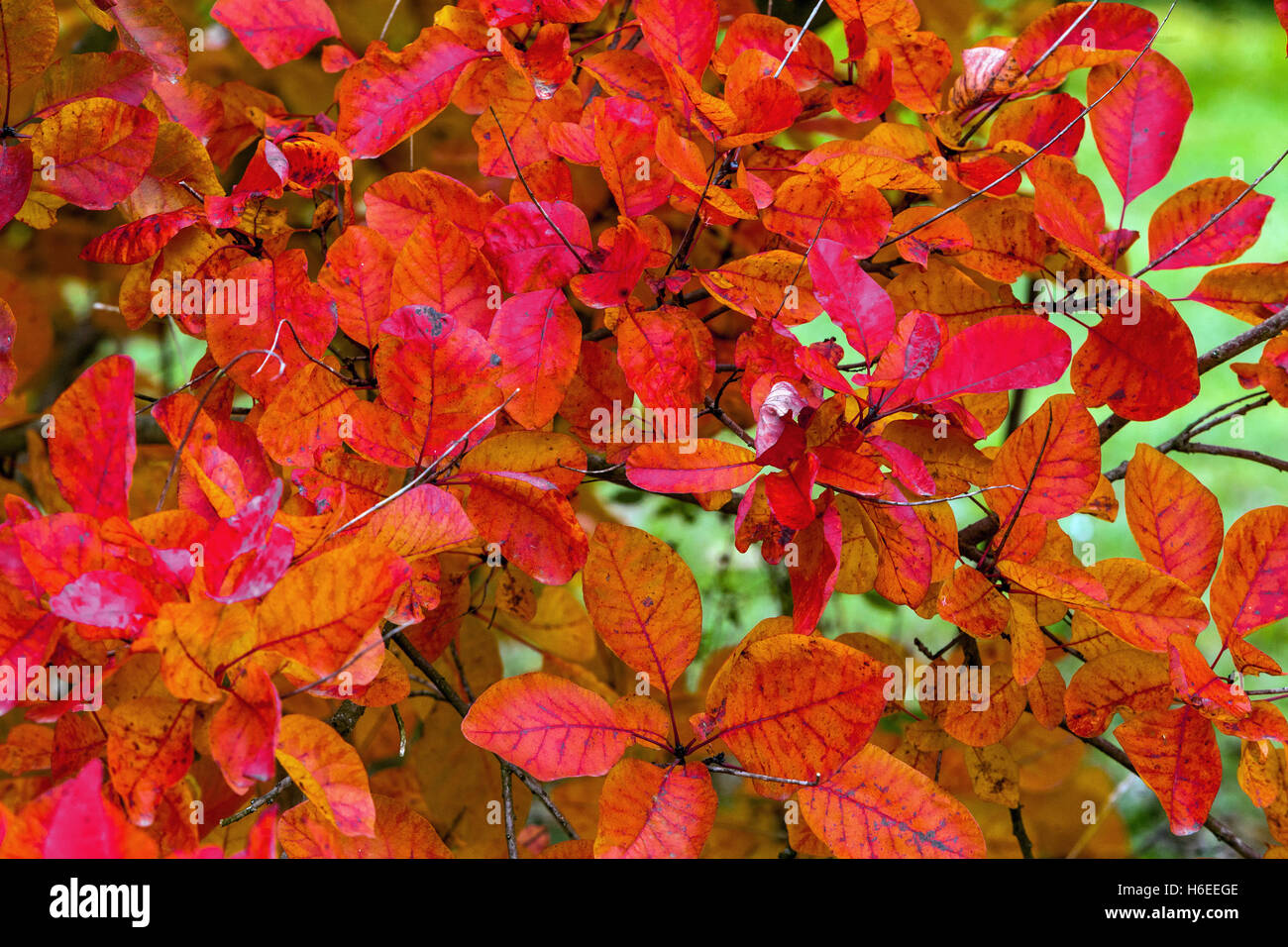 Cotinus coggygria, Smoketree. Boccola di fumo di foglie di autunno Foto Stock