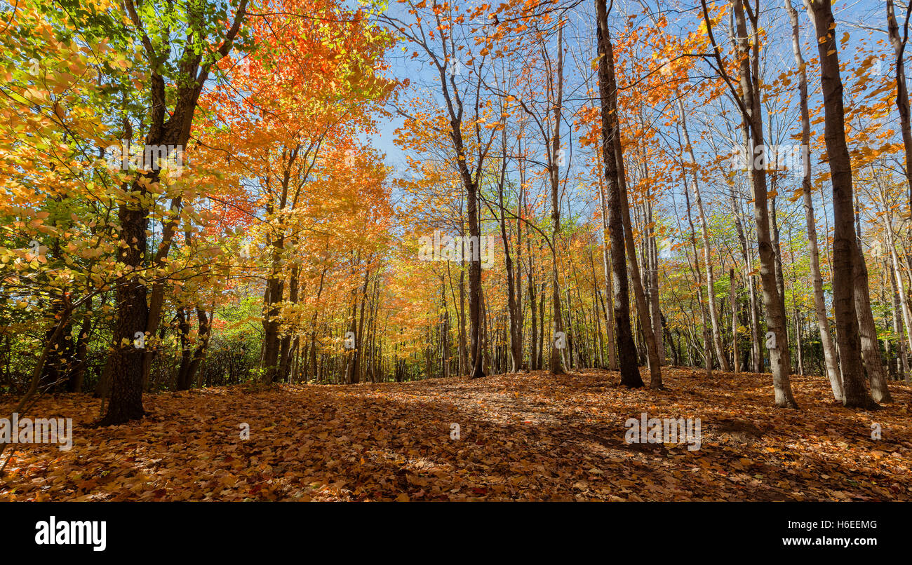Foresta di autunno nella sua bellezza allo sbiadimento e la caduta di giallo e foglie rosse dà un sapore speciale Foto Stock
