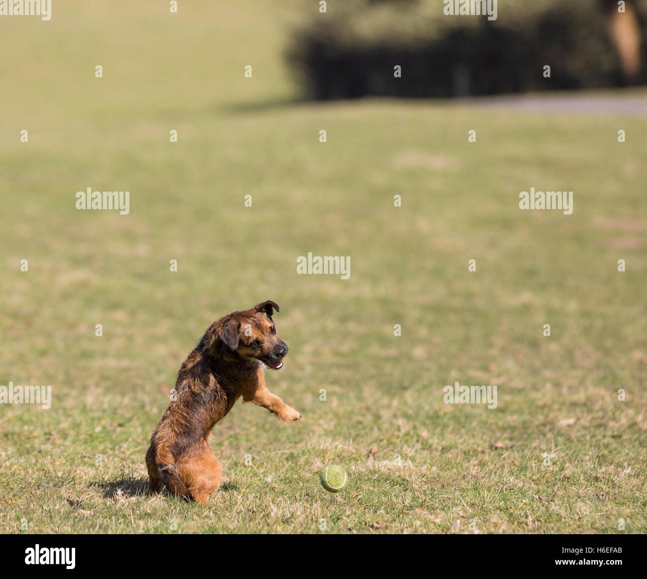 Border terrier cross cane giocando con sfera Foto Stock