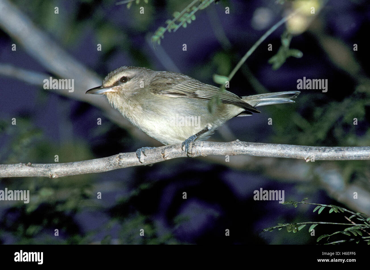 Yucatan Vireo Vireo magister Cozumel, Quintana Roo MEXICO Febbraio 1991 Vireonidae adulti Foto Stock
