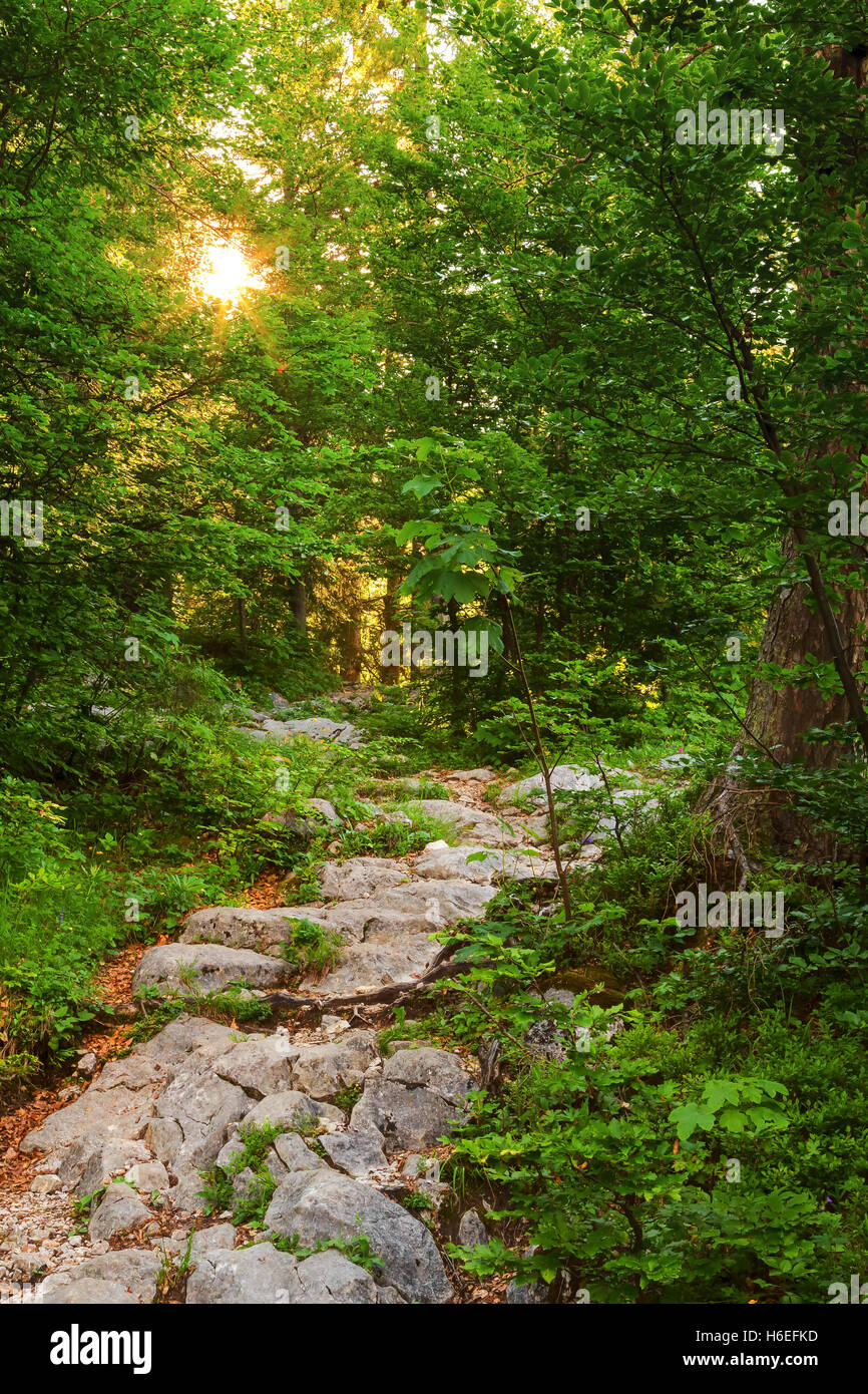 Un sentiero roccioso si snoda attraverso una foresta verde verso il sole. Foto Stock