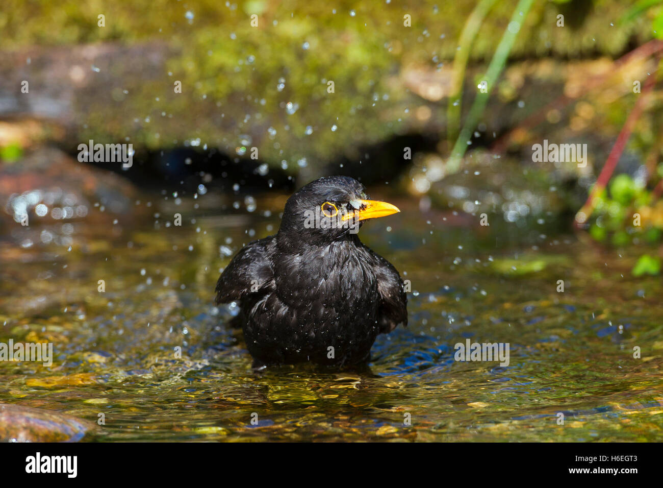 Merlo comune (Turdus merula) maschio di balneazione in acque poco profonde di brook Foto Stock