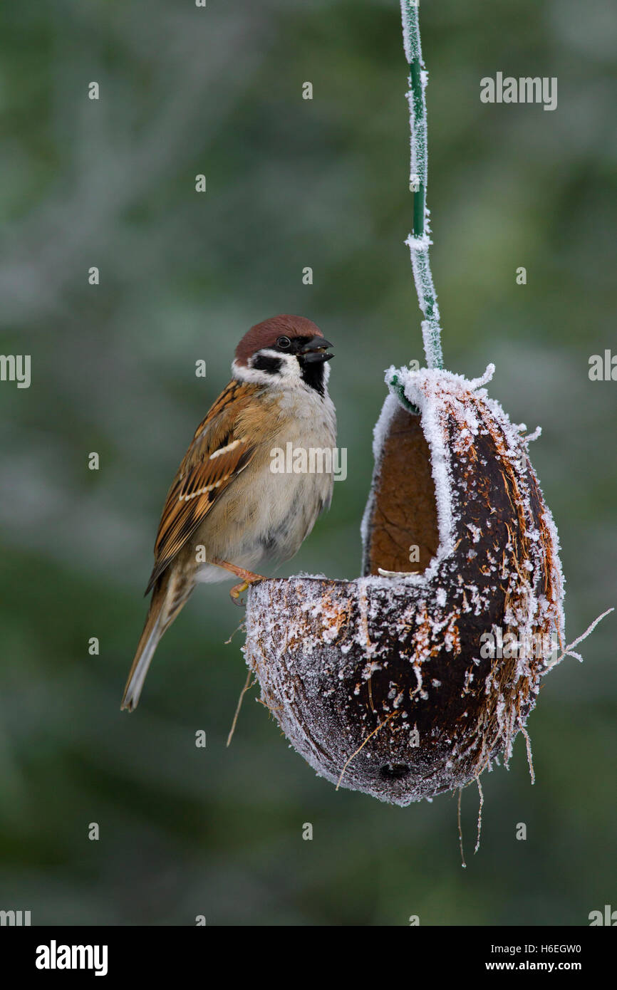 Eurasian tree sparrow (Passer montanus) mangiare da Bird Feeder realizzato in noce di cocco cava Foto Stock