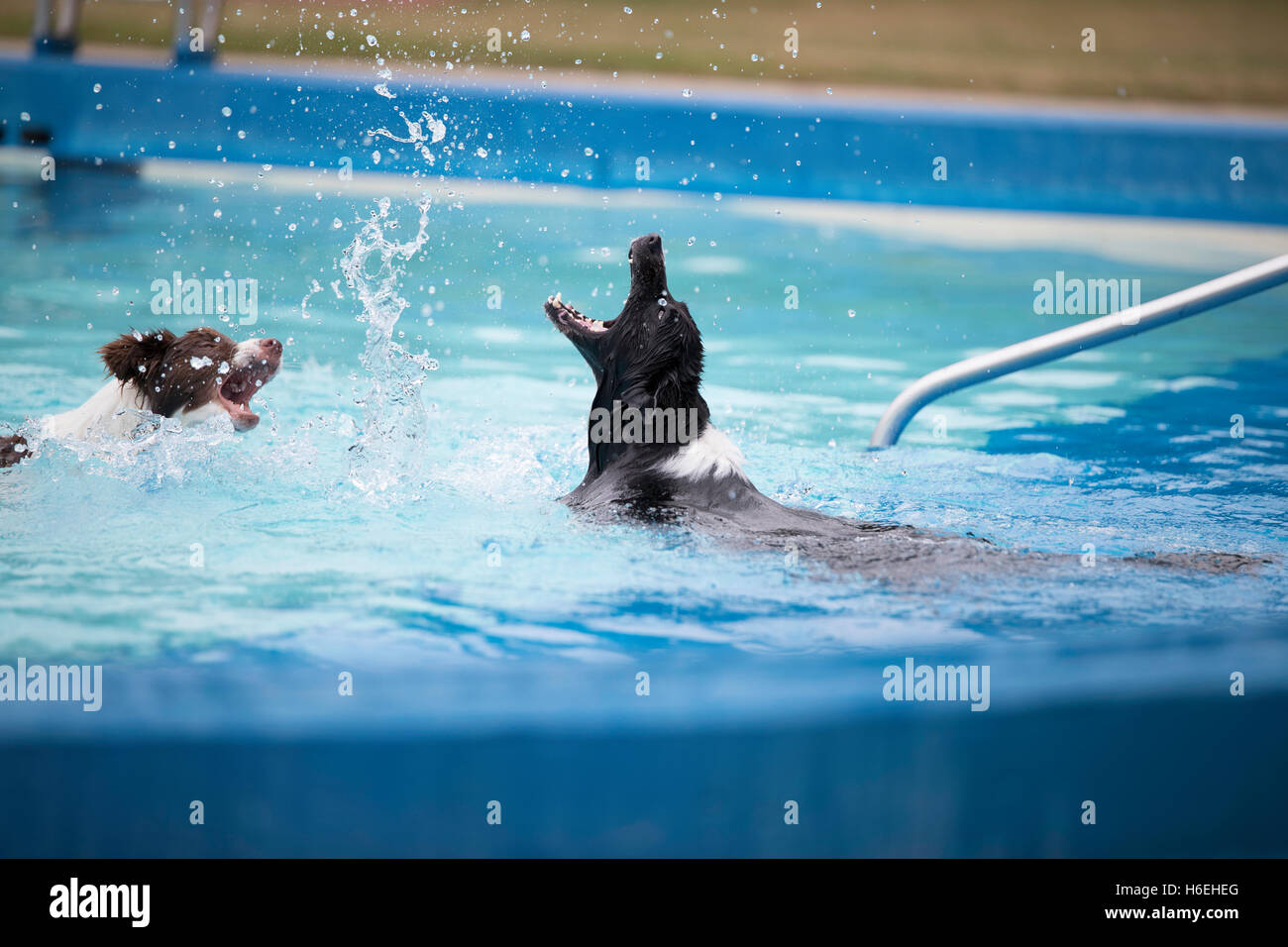 Due Border Collies giocando con schizza in una piscina Foto Stock