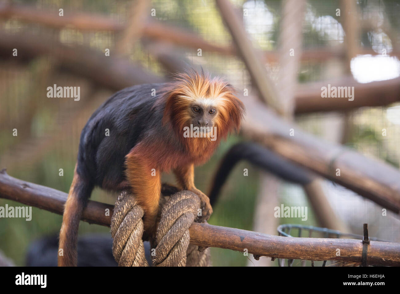 Testa di Golden Lion Tamarin con fune Foto Stock