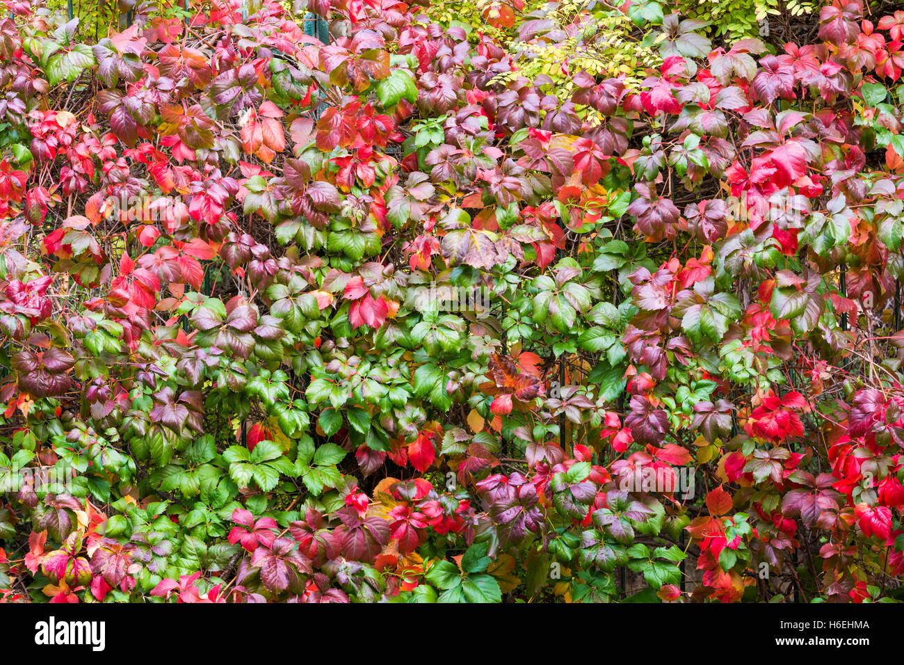La caduta di foglie di autunno sfondo Foto Stock La caduta di foglie di autunno sfondo Foto Stock
