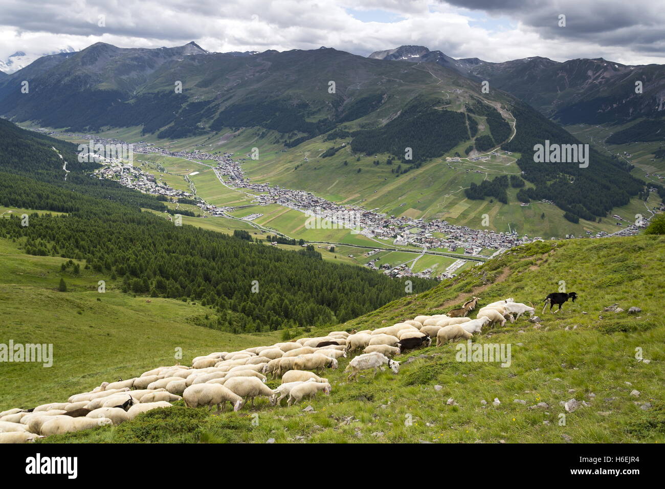 Gregge di pecore e capre di montagna delle Alpi, Livigno, Italia Foto Stock