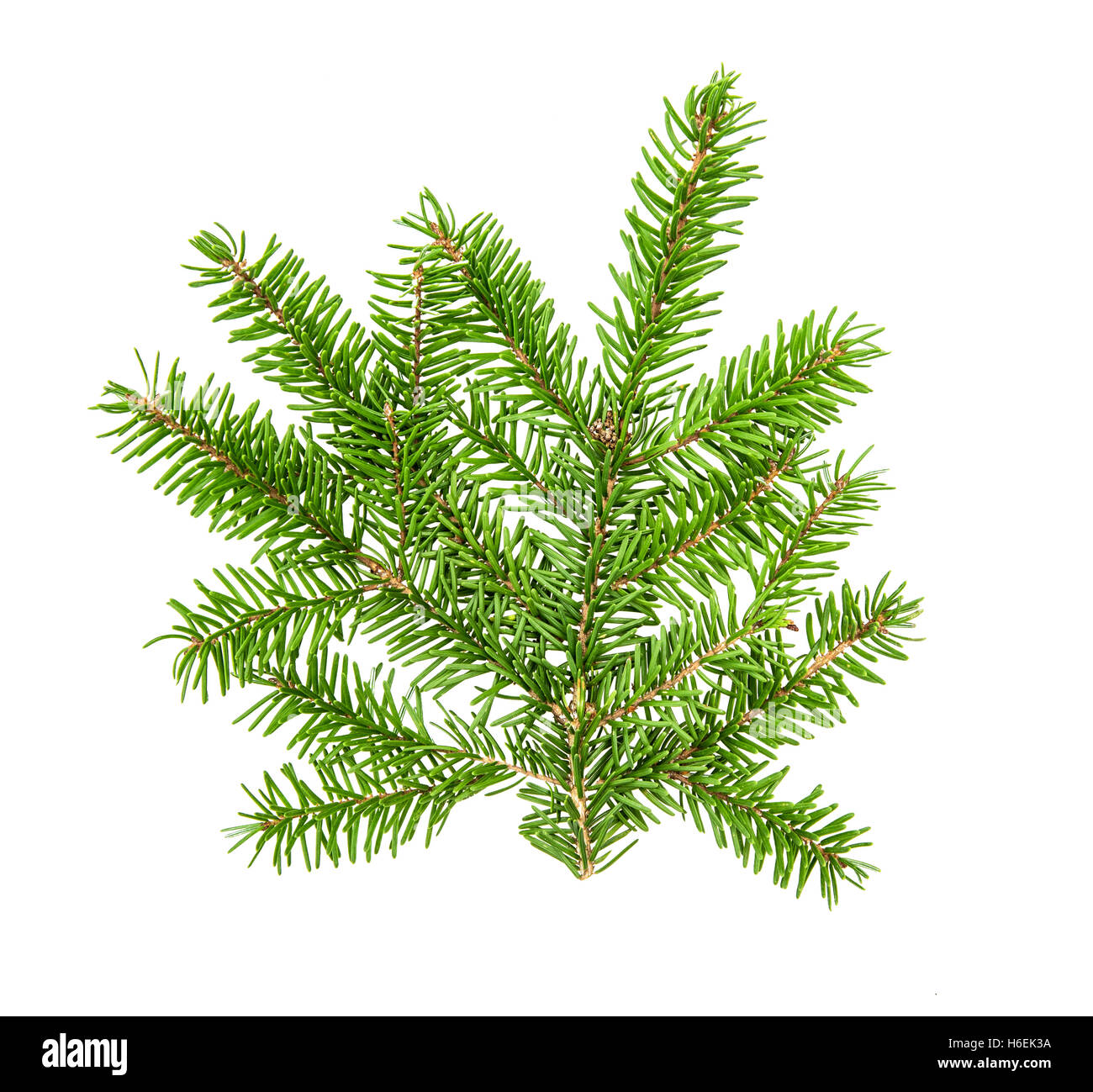 Albero di natale rami isolati su sfondo bianco. Rametto di pino. Fresco verde abete Foto Stock