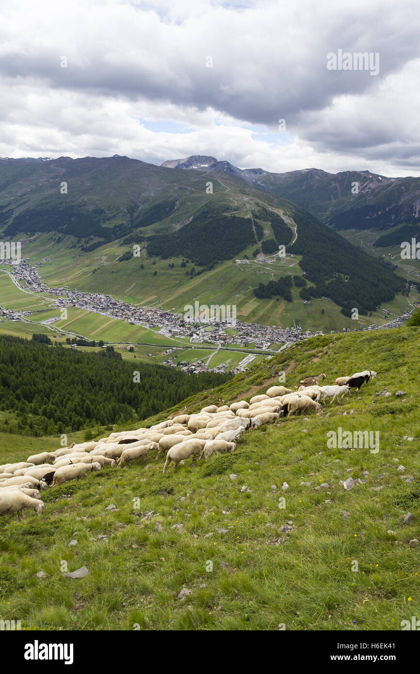 Gregge di pecore e capre di montagna delle Alpi, Livigno, Italia Foto Stock