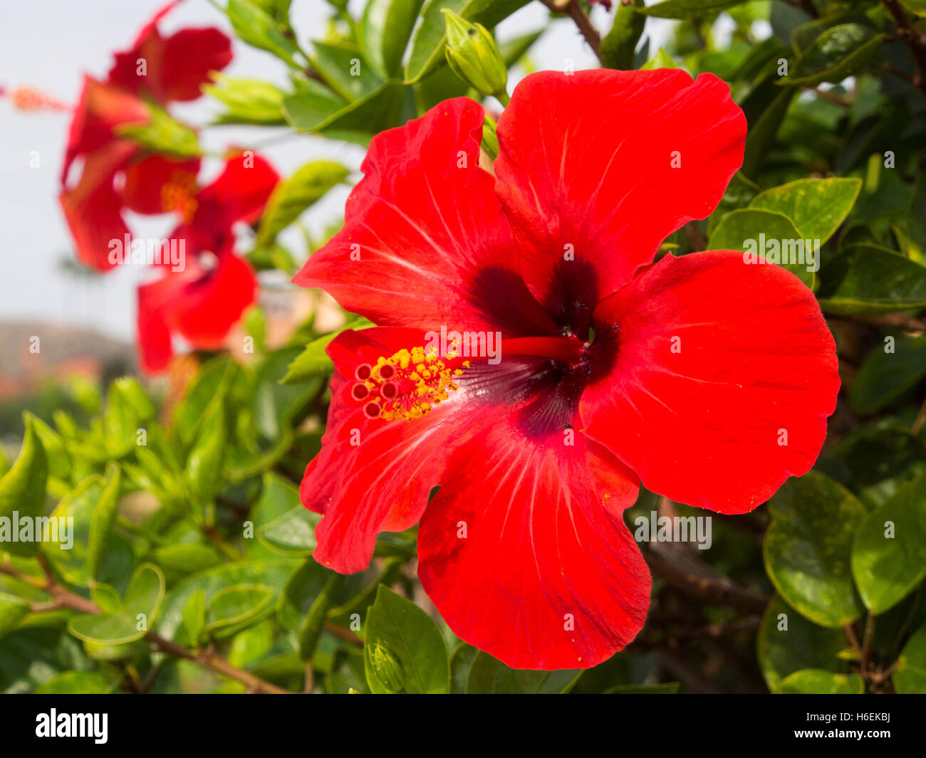 Rosso di fiori di ibisco in un giardino. Mijas. Costa del Sol, provincia di Malaga. Andalusia Spagna. Europa Foto Stock