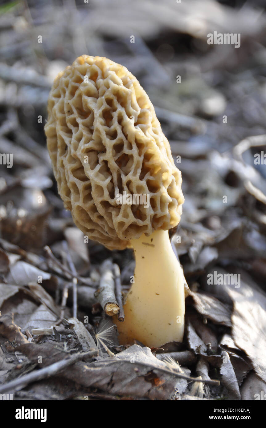 Comune di fungo Morel (Morchella esculenta) Foto Stock