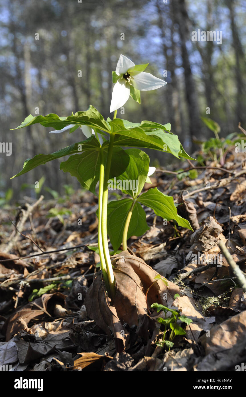 Red Trillium (T. erectum) Foto Stock