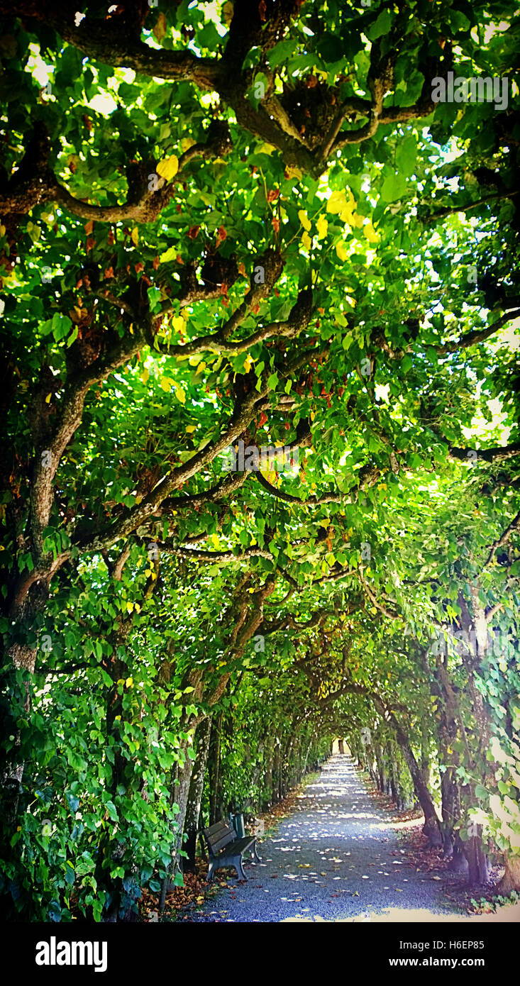 Dachau, Baviera, Germania - bella e verde di alberi di tiglio, tunnel di fresco in estate con sunbeam pattern nell'ombra Foto Stock