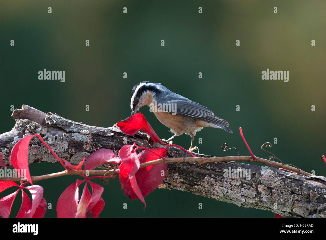 Petto rosso picchio muratore cerca cibo sul ramo rosso con foglie di autunno Foto Stock