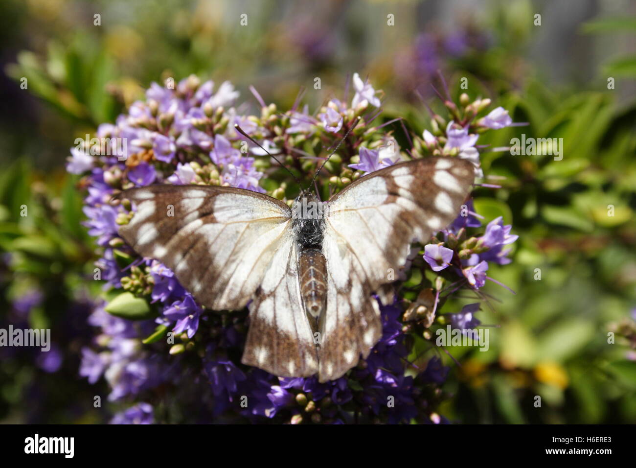 Marrone e bianco Butterfly Foto Stock
