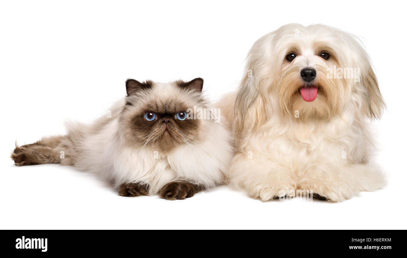 Felice havanese cane e un giovane gatto persiano giacente insieme Foto Stock